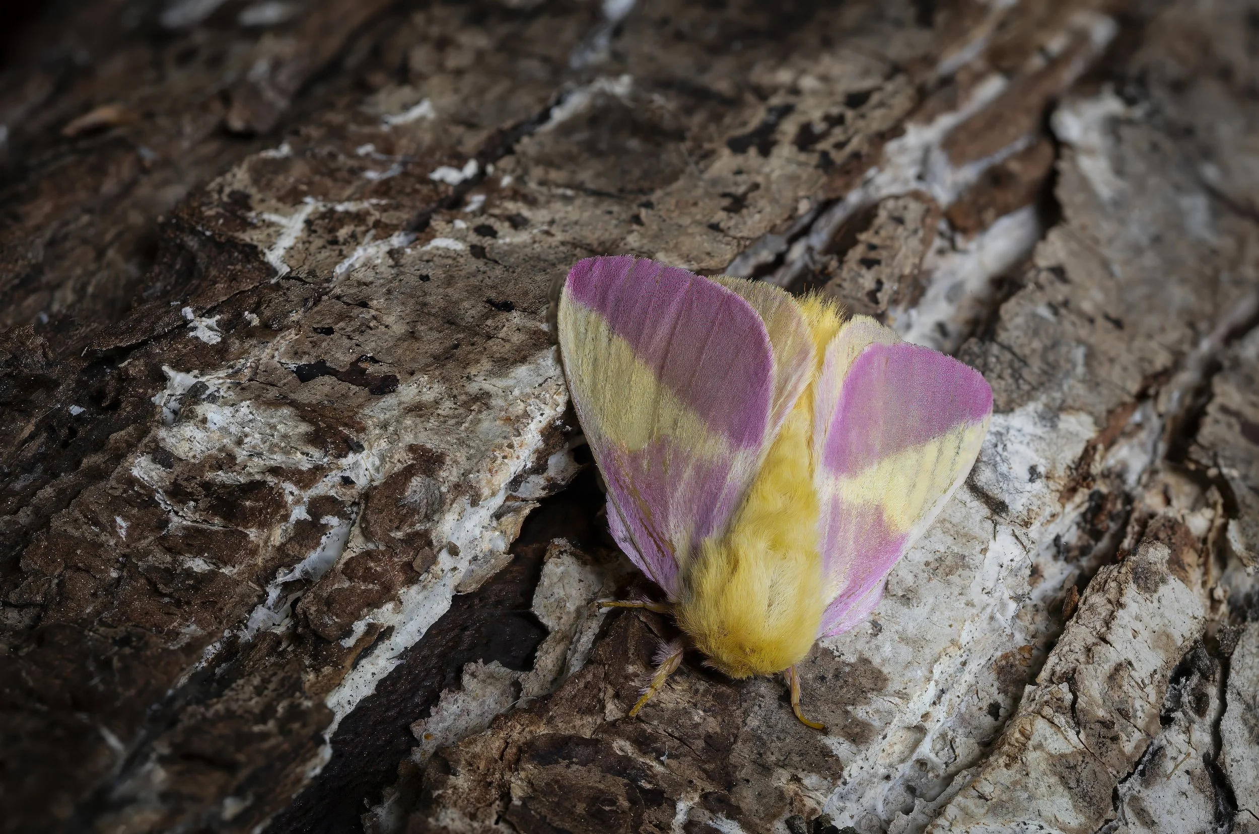 Rosy Maple Moth