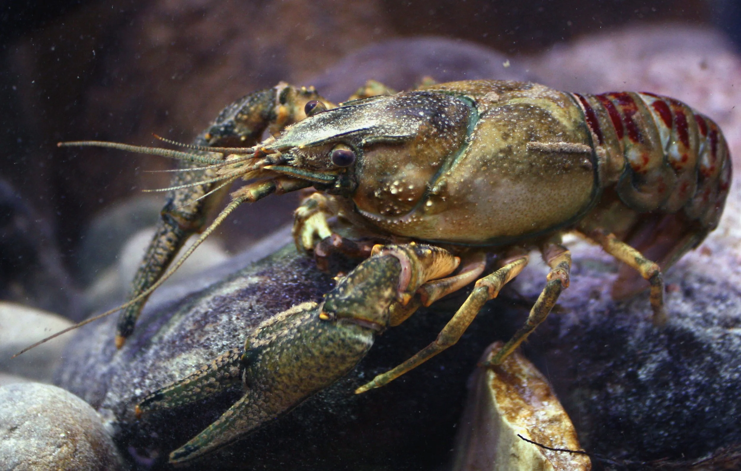 SpinyCheek Crayfish