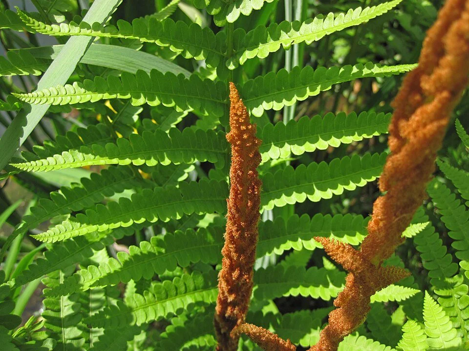 Cinnamon Fern