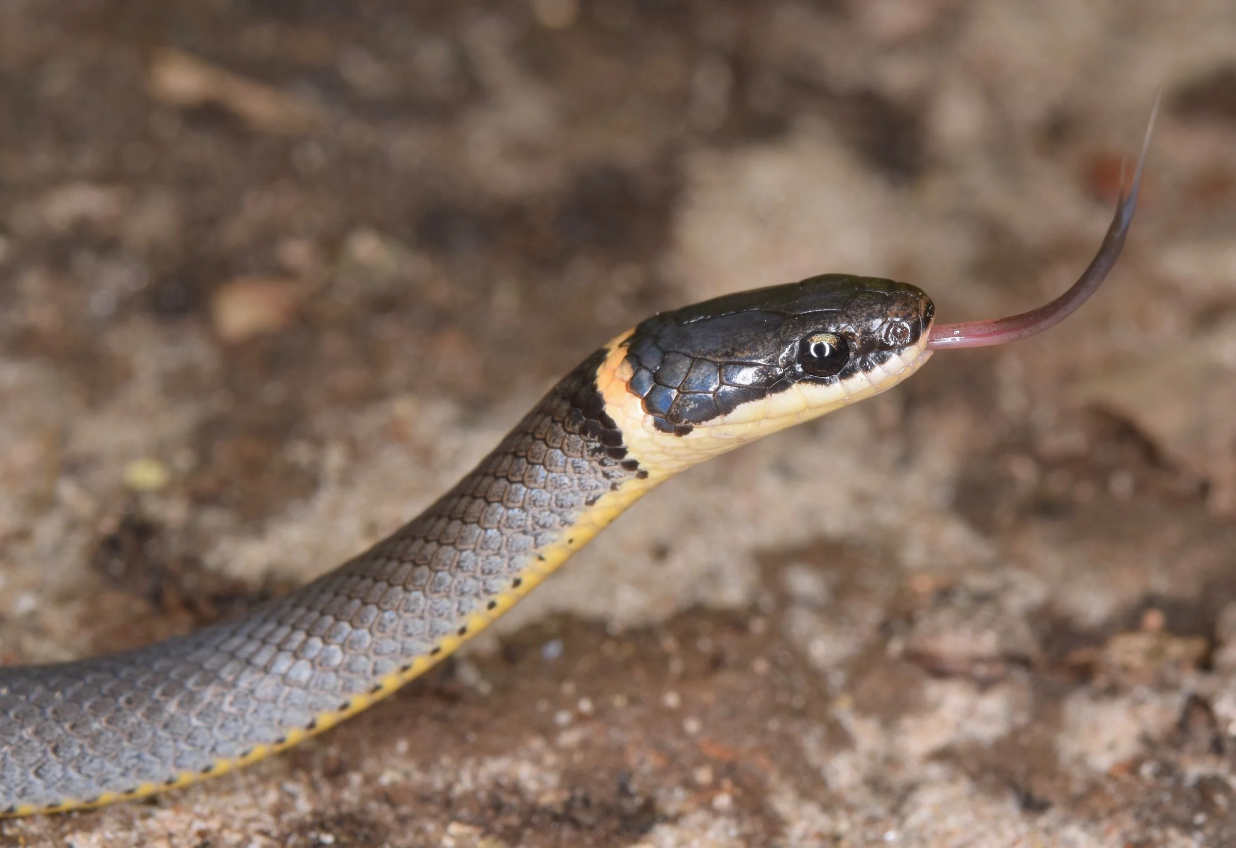 Northern Ringnecked Snake
