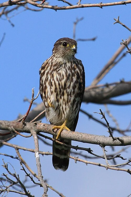 Merlin