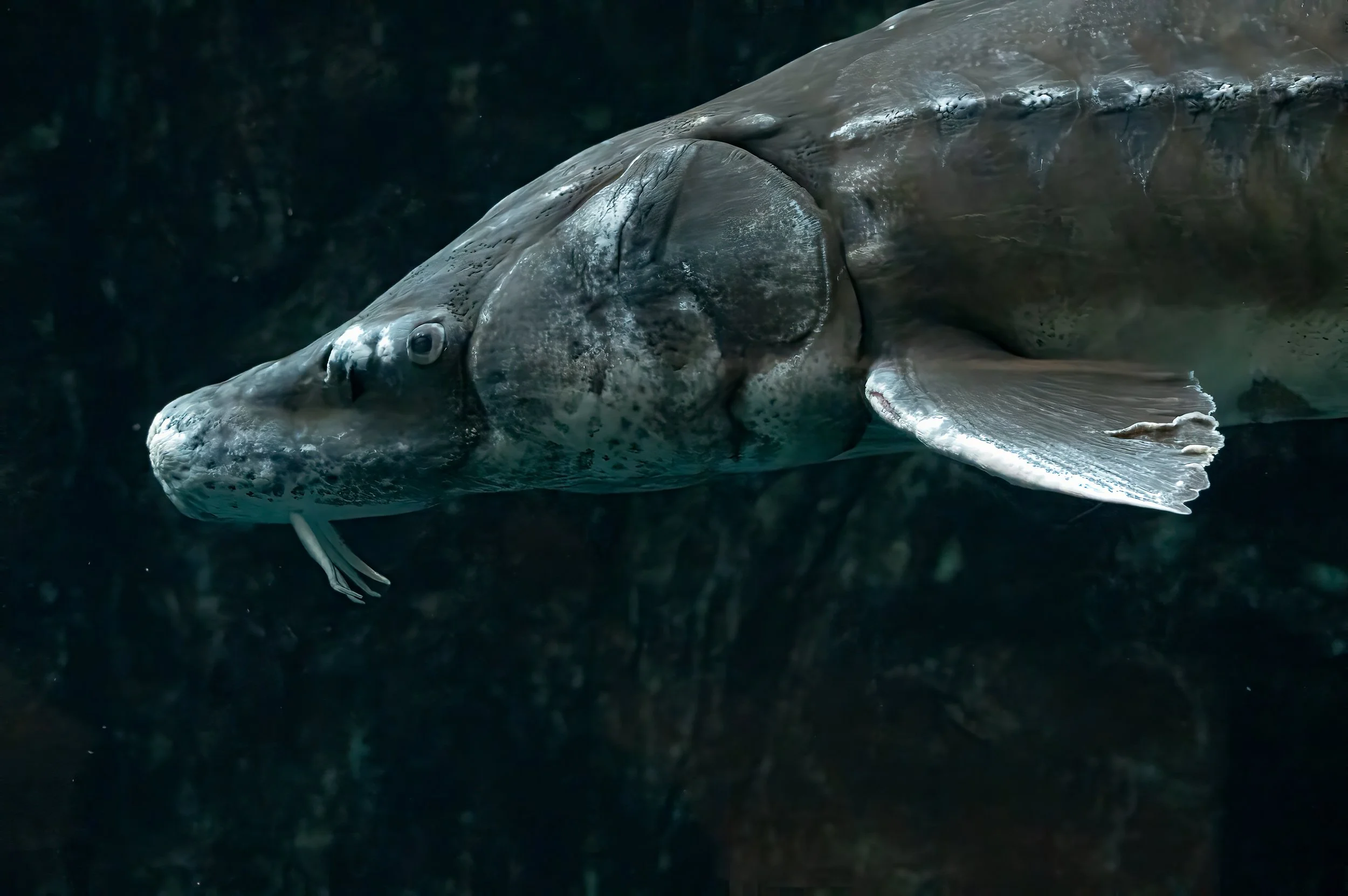 Shortnose Sturgeon