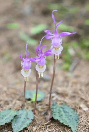 Eastern Fairy Slipper Orchid