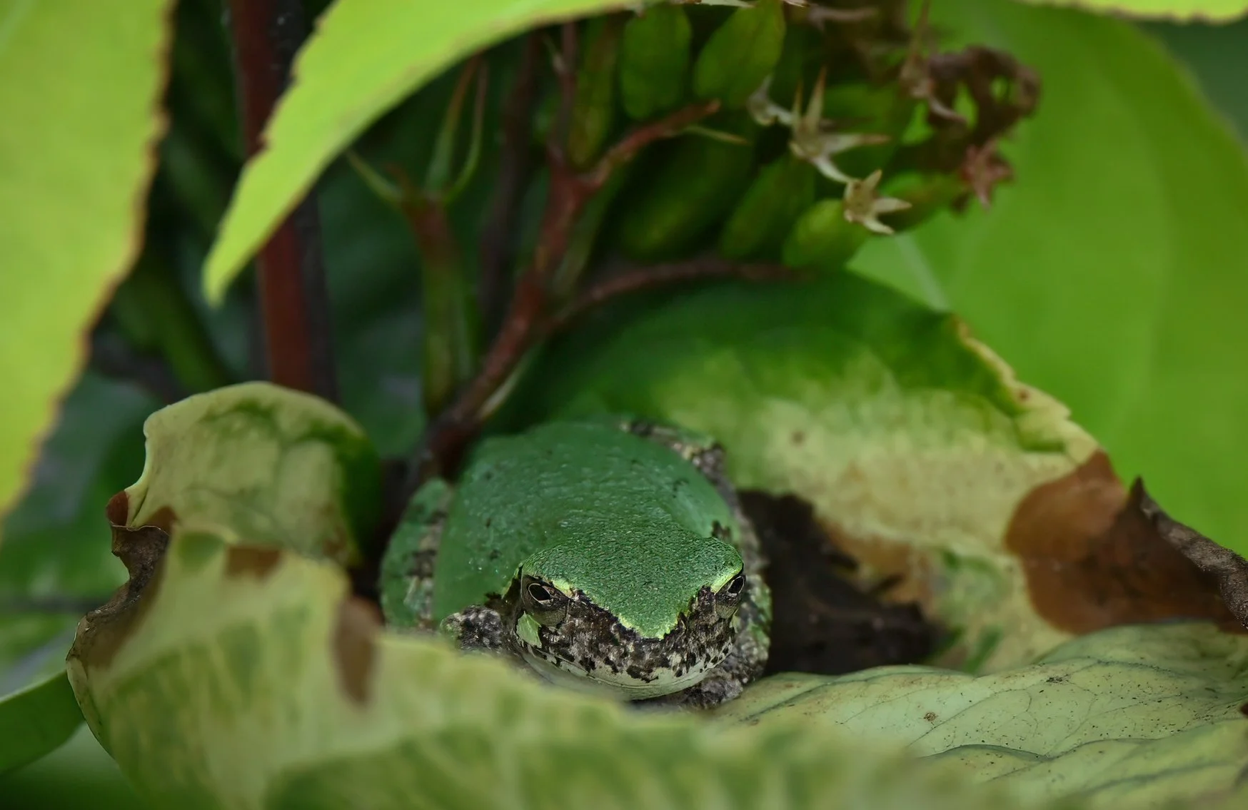 Gray Treefrog