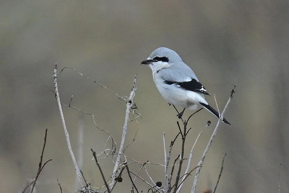 Northern Shrike