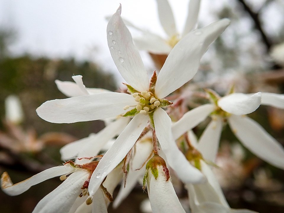 Serviceberry Tree