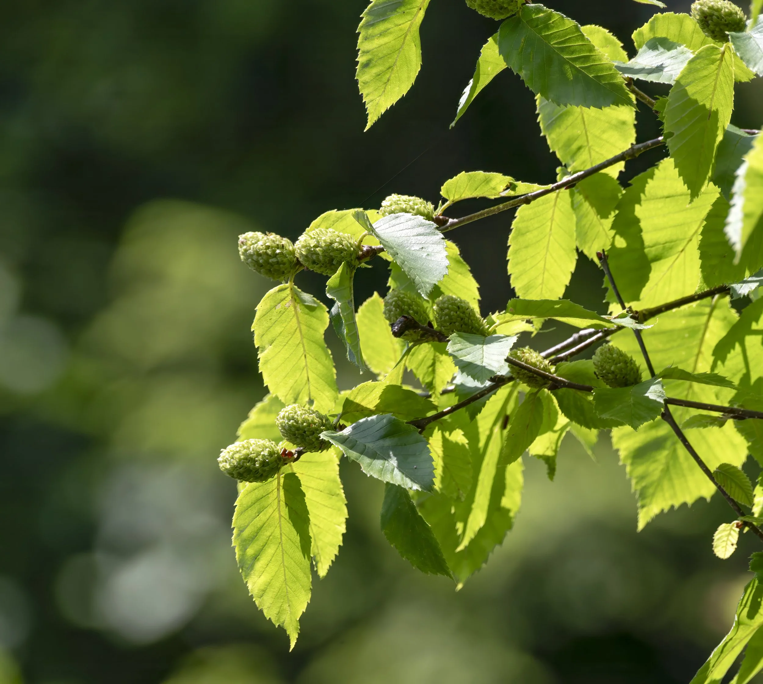 Grey Alder