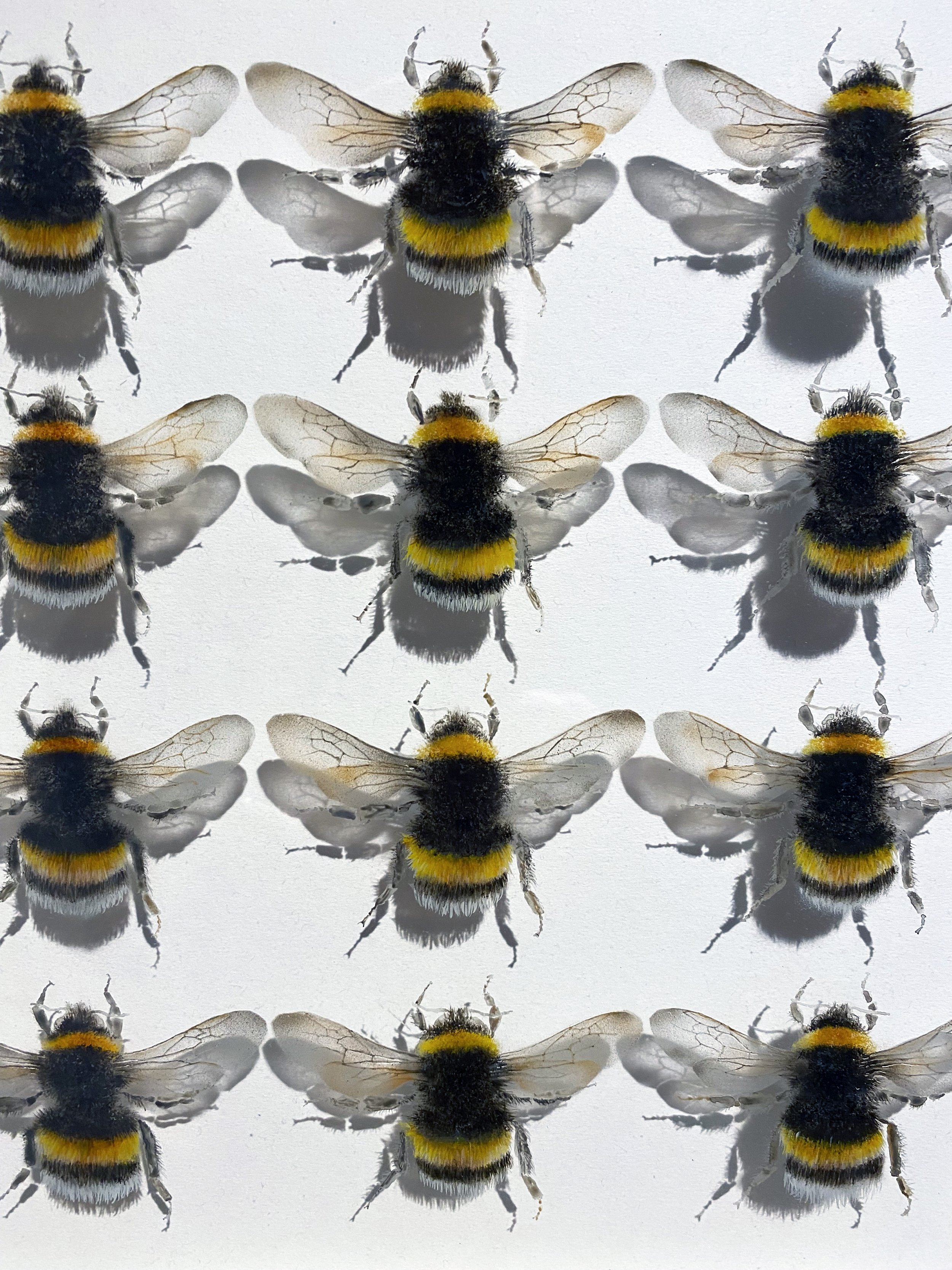 12 Bees 2.jpg