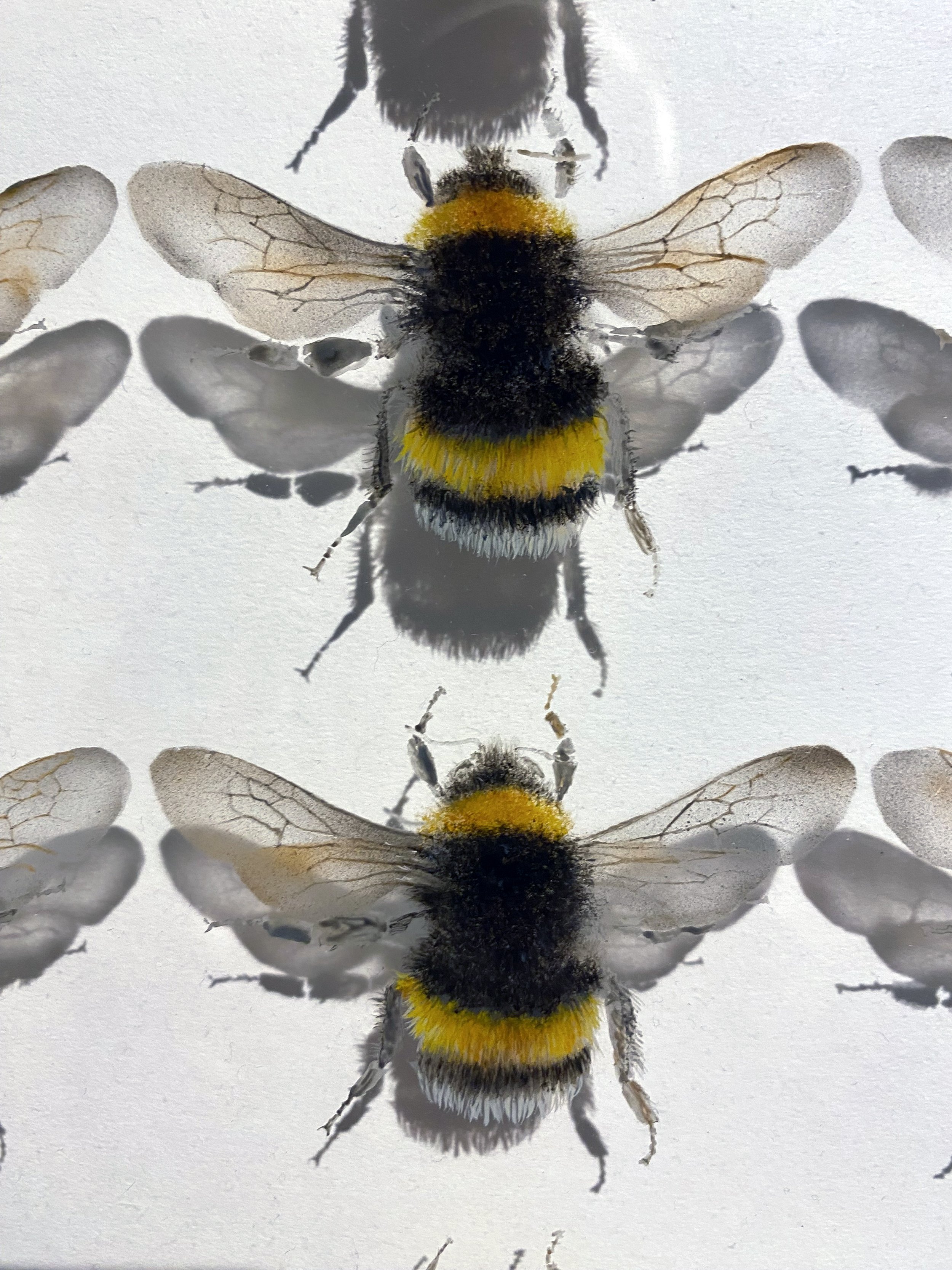 12 Bees 3.jpg
