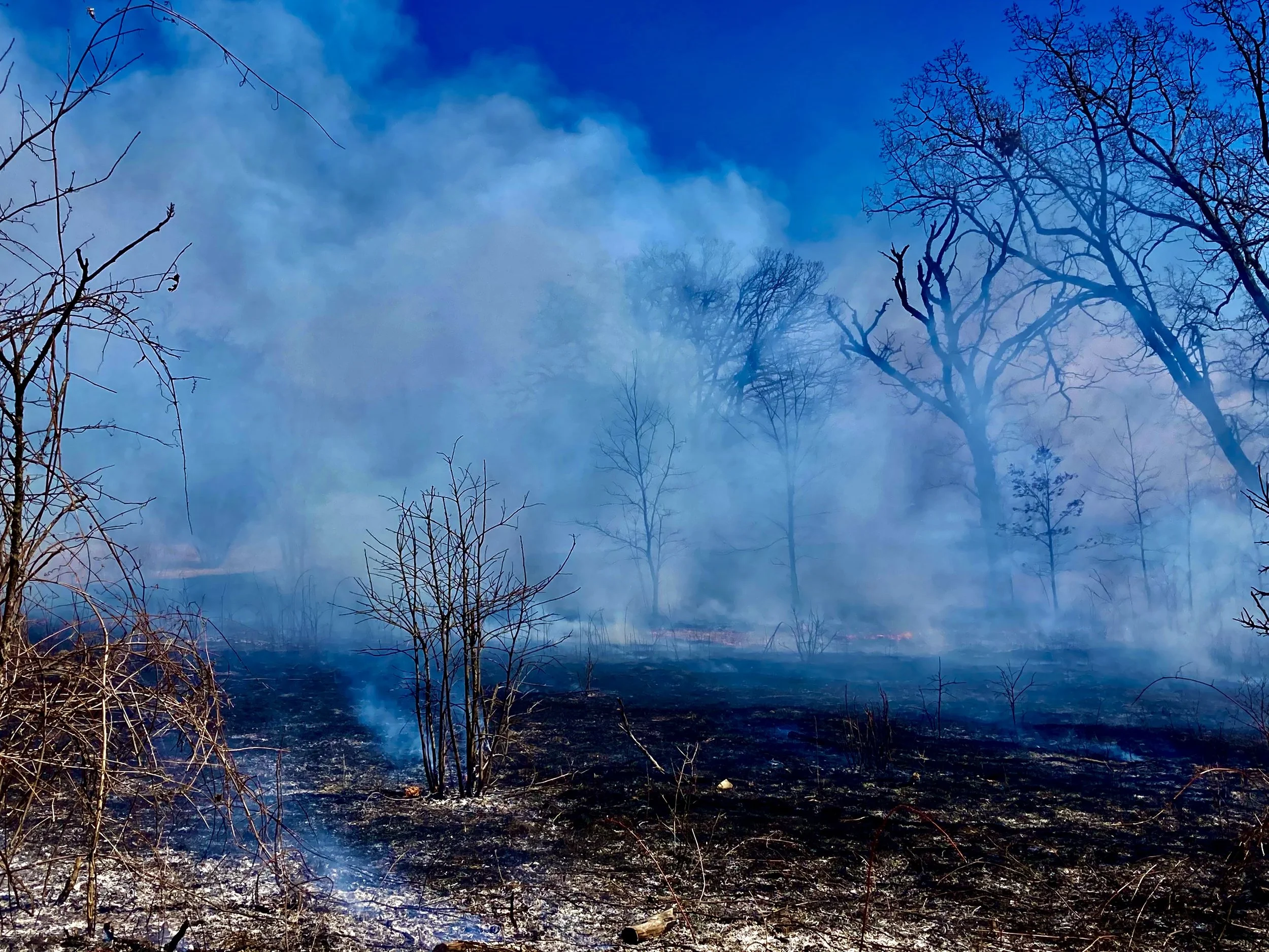 "Owen Conservation Park, Madison" 2024
color photograph  12" x 18".  $175 at gallery purchase only.