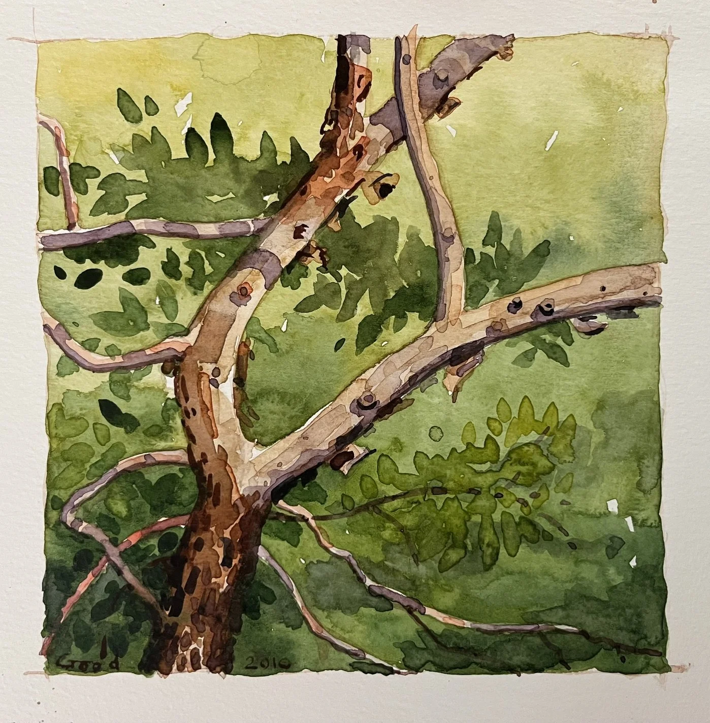 "Madrone Tree Southwest Texas" 
6" x 6" transparent watercolor. Matted and framed, $200 at gallery only.