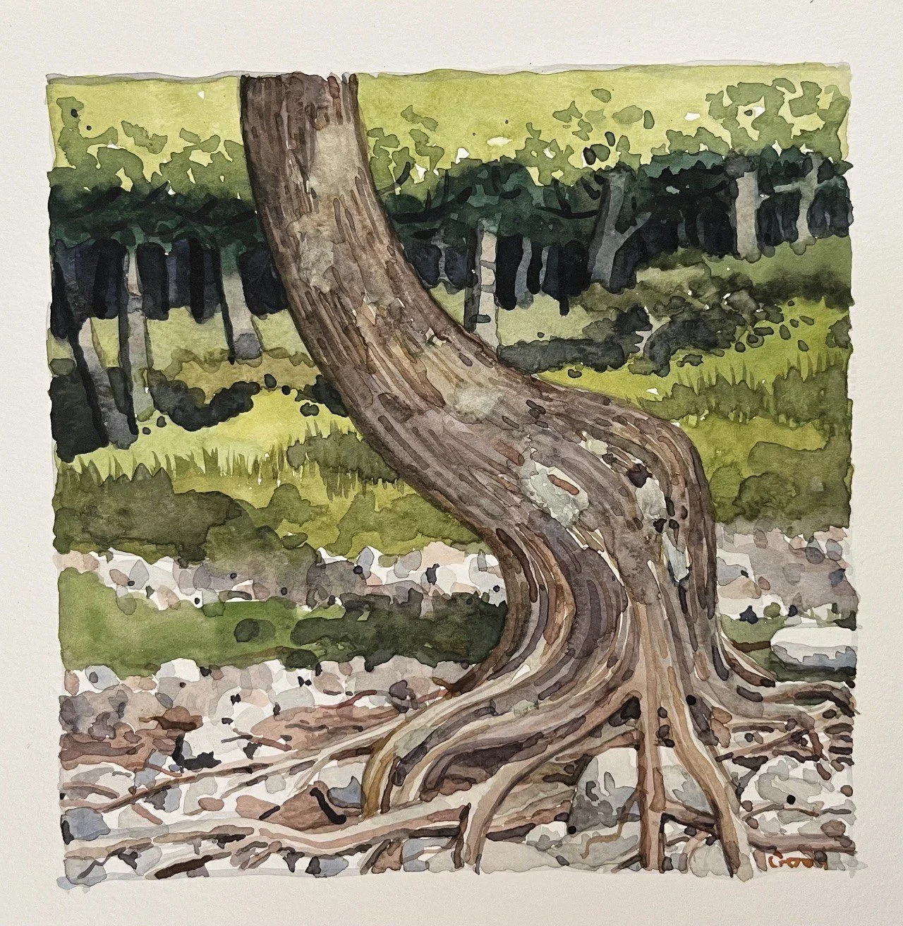 "Fir Tree Rock Island" 
6" x 6" transparent watercolor. Matted and framed, $200 at gallery only.