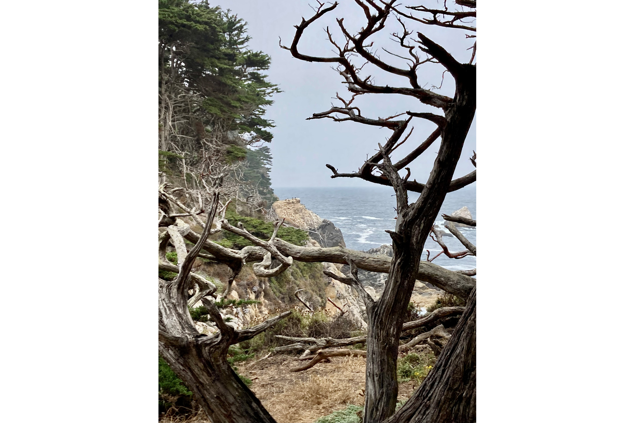 "Point Lobos State Reserve, California 2025"  
color photograph  18" x 12".  $175 at gallery purchase only. SOLD