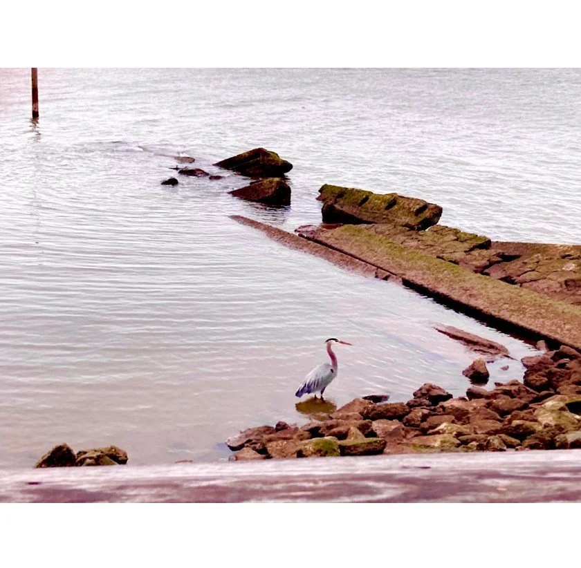 "Point Clear" color photograph, approximately 7" x 5", matted and framed to 13" x 13"  - $80 at gallery only.