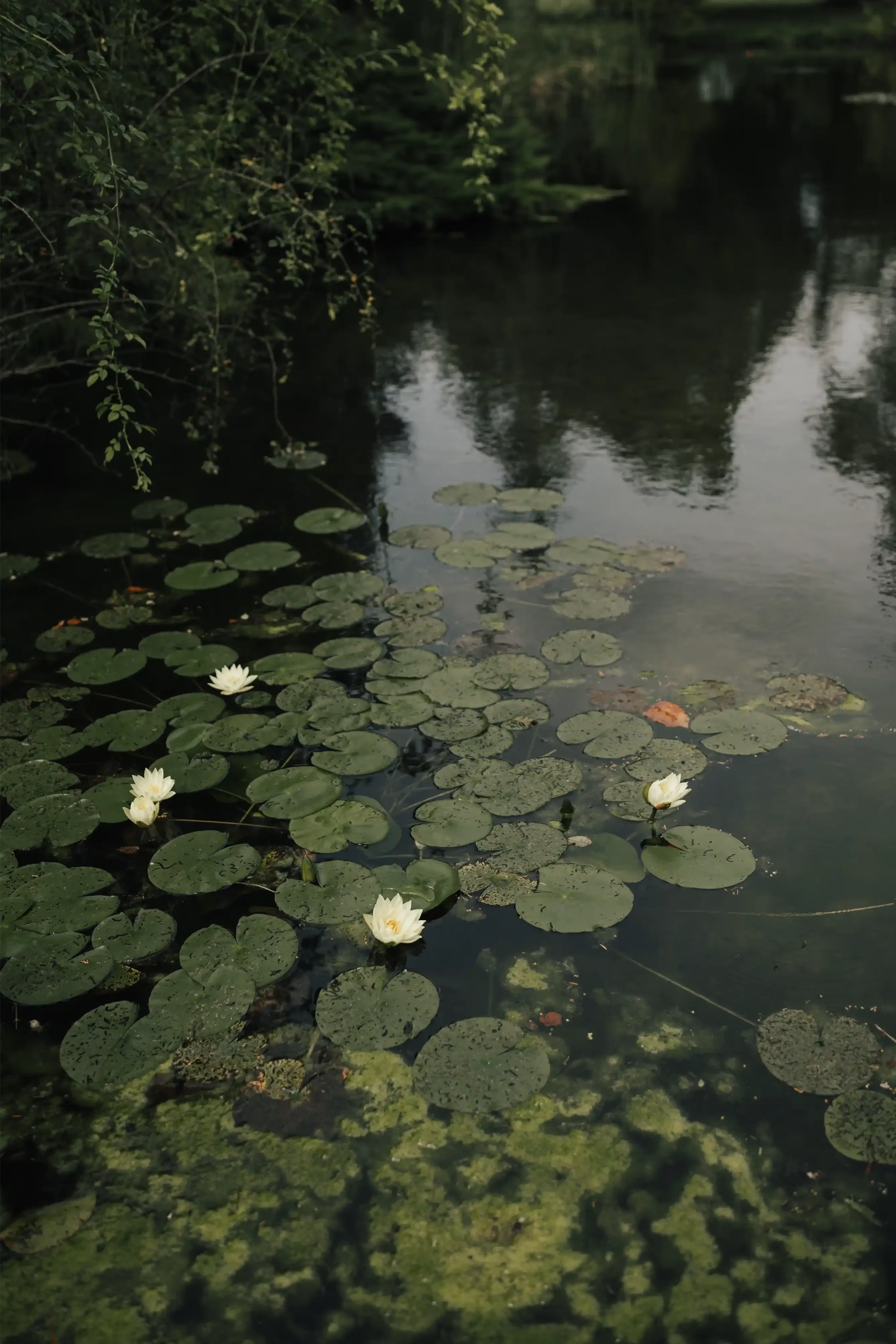 Castle Pond at Schloss Schönau
