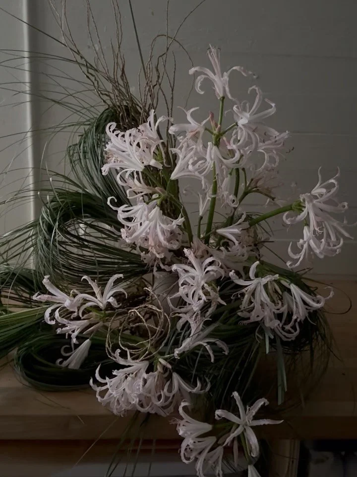 L&rsquo;hiver light hits just right. 

Hoping to do more of these 5 minute leftover flower studies in 2026. Because we all need a little jolt of joy rn 🤍

San Francisco florist, wedding florist, events florist, bloooms, 2026 brides, nerine, fyp, Nap