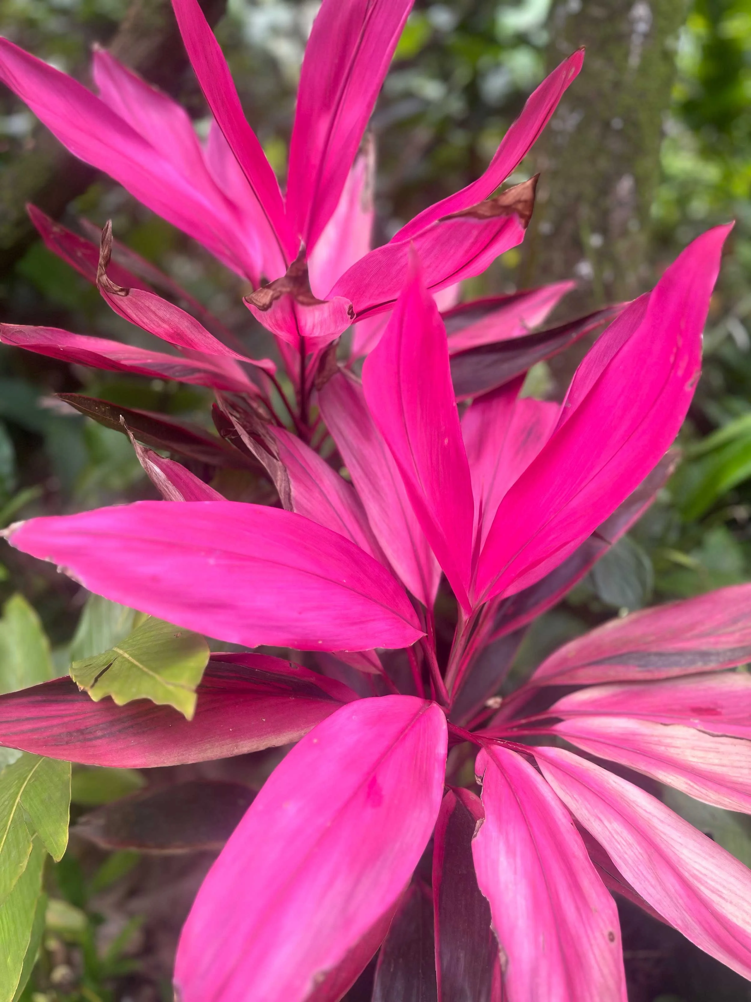 Pink and purple, fuschia leaves closeup