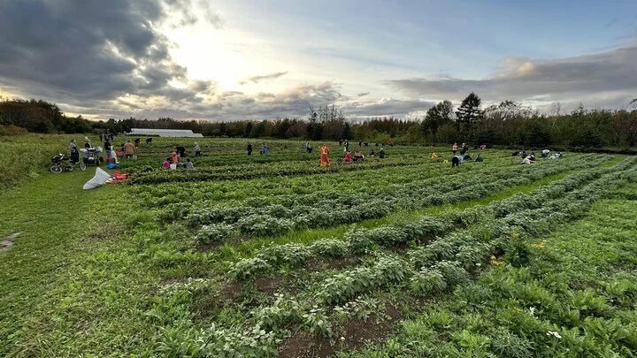 Les fermes urbaines sociales : une forme d'agriculture urbaine en développement au Québec