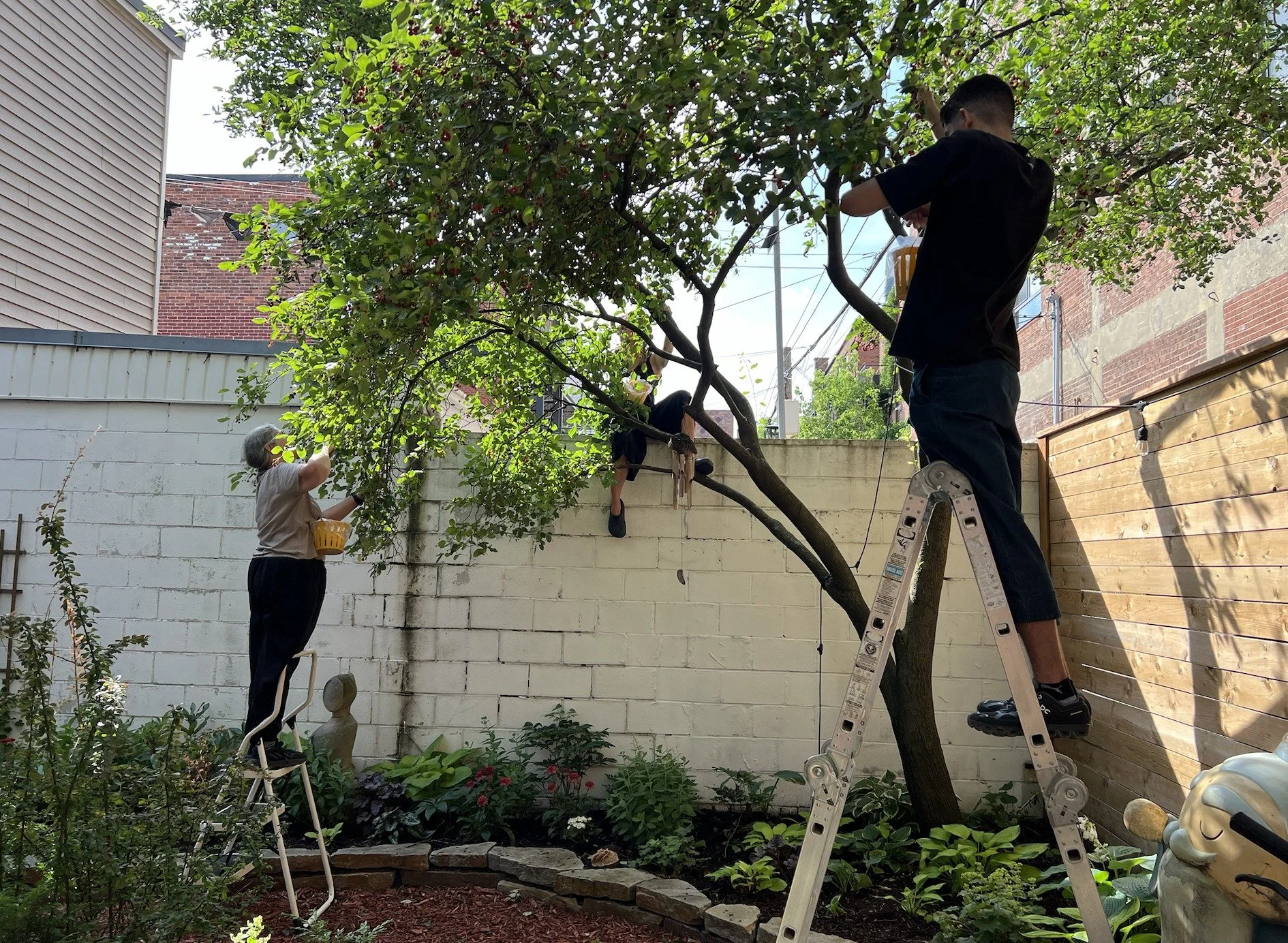 Le glanage agricole urbain au Québec - Une pratique pour la lutte à l’insécurité alimentaire et l’inclusion sociale&nbsp;