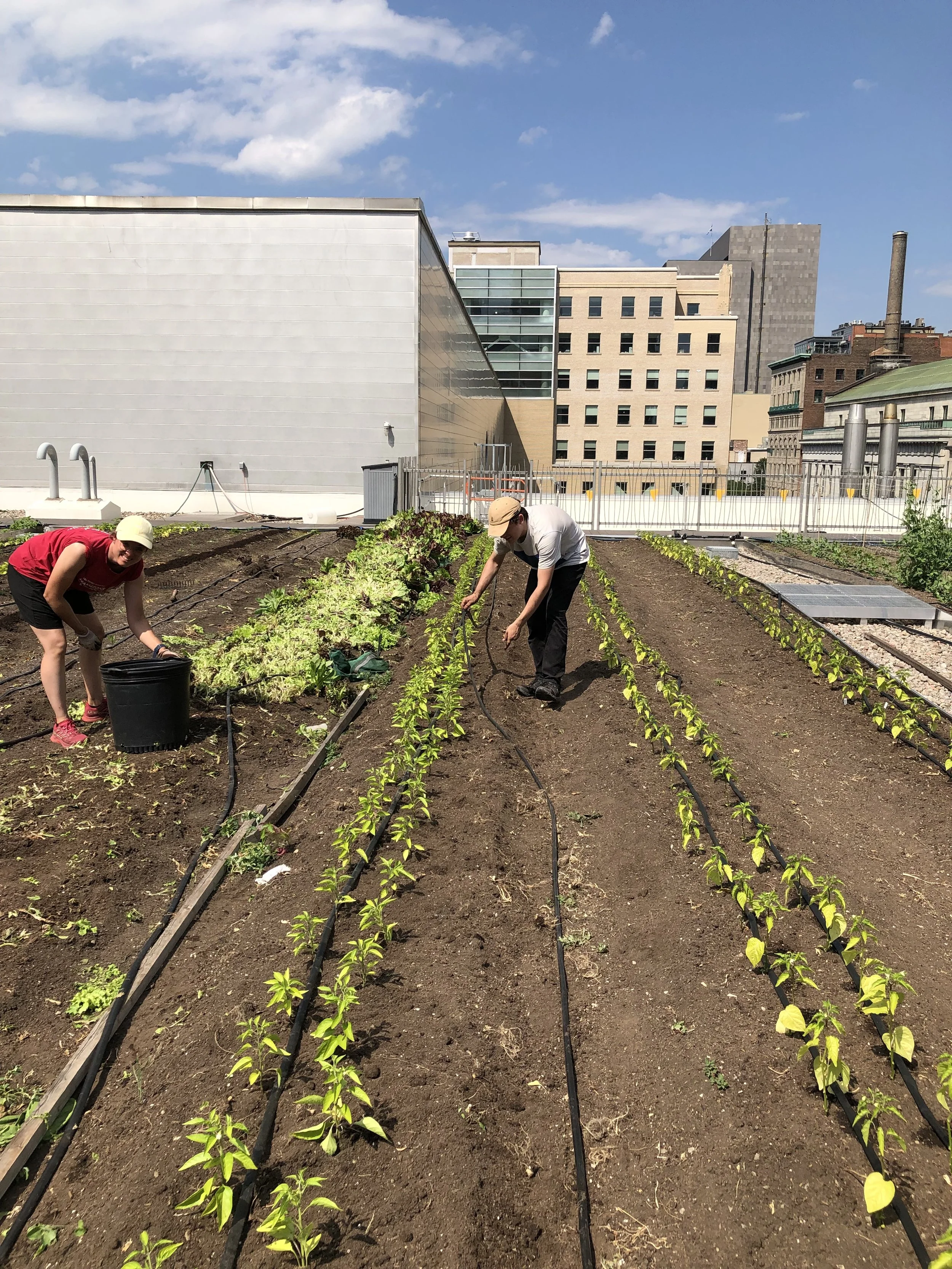 [Appel à candidatures] S’immerger dans une ferme urbaine sur toit cet été !