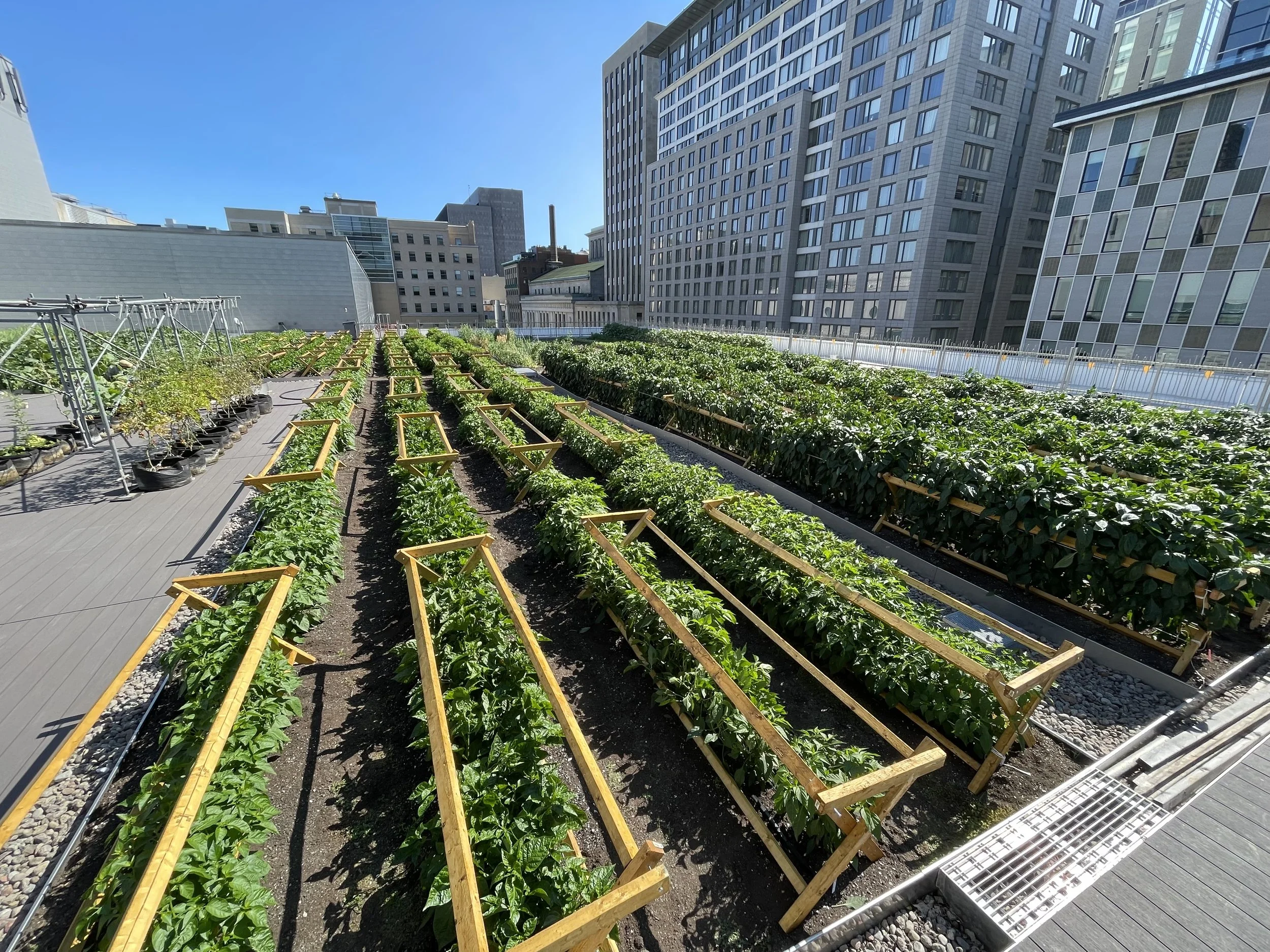 2 nouvelles fiches sur la production agricole sur toit