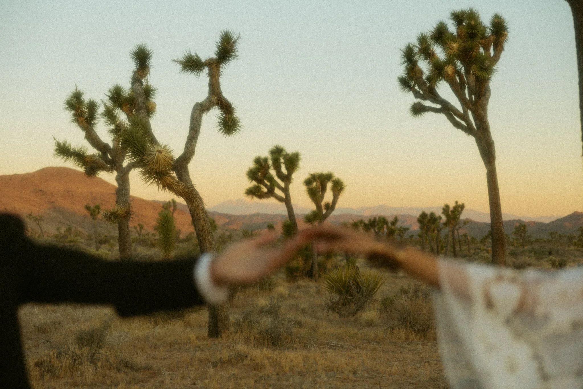 elopement couple holding hands with Joshua Trees in focus in background