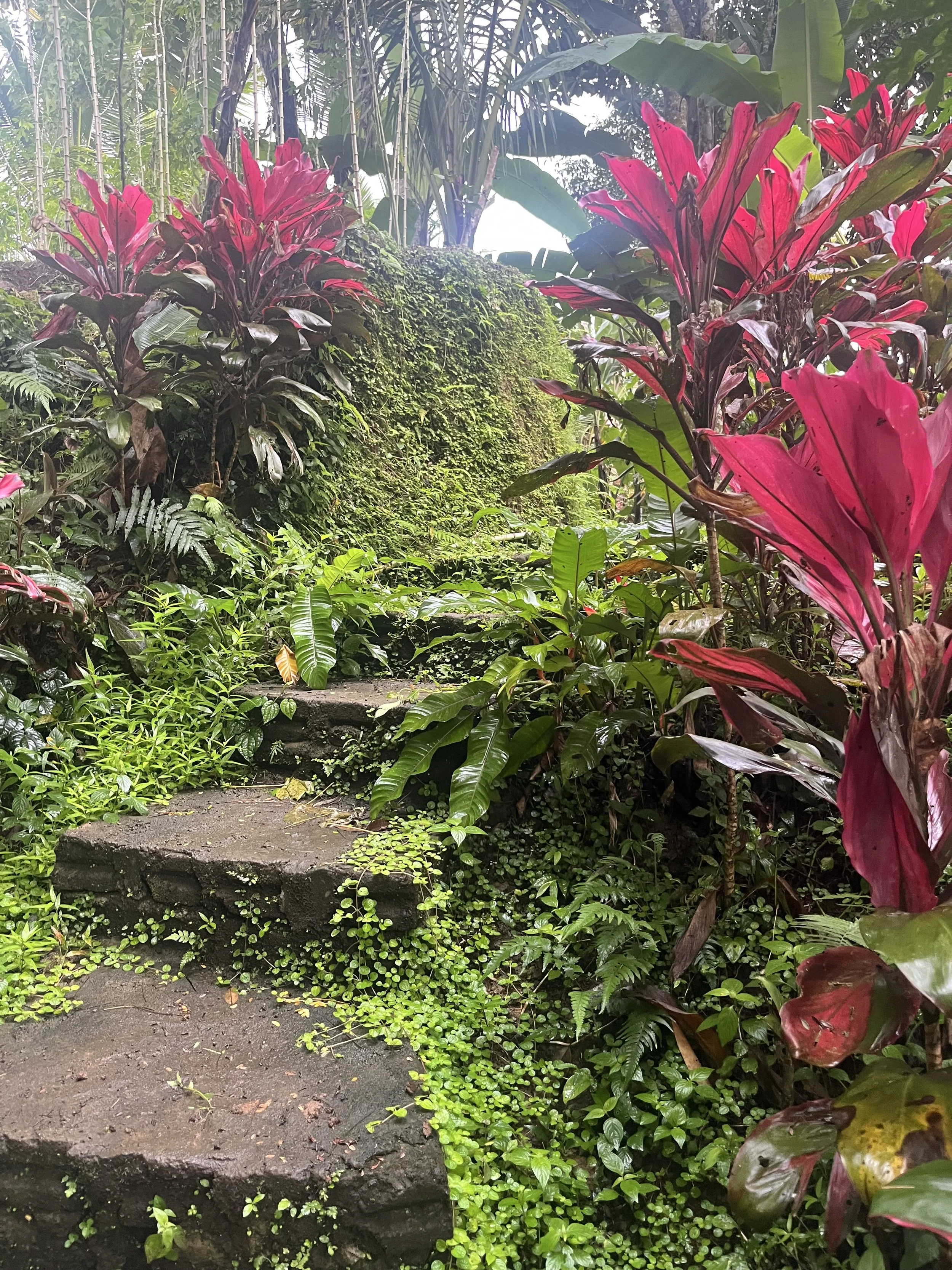 Cultivating Peace and Presence - Bali Retreat 2026