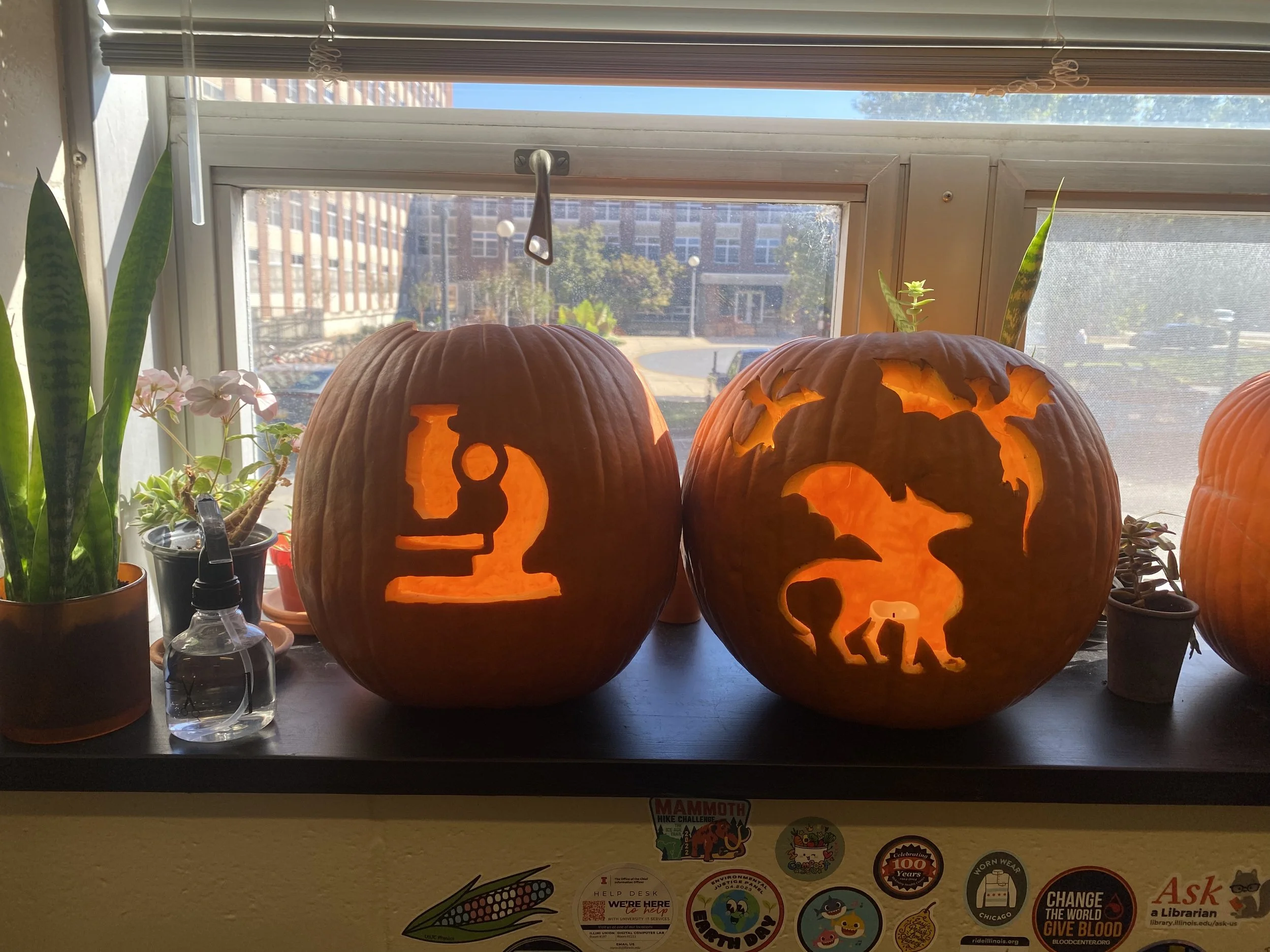 Mastery in pumpkin carving (2024. 10)