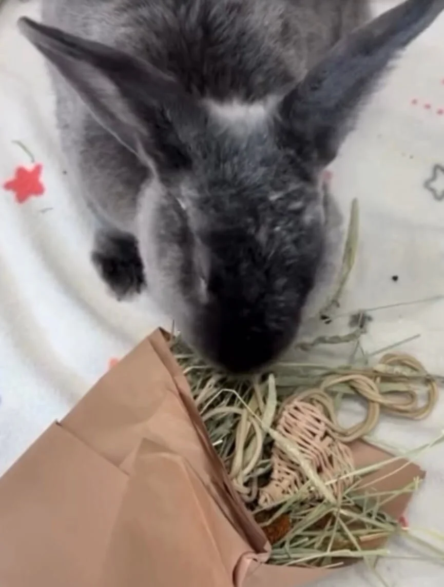 dark-grey-rabbit-opening-up-a-valentine-with-braided-grass-heart-in-it.jpeg
