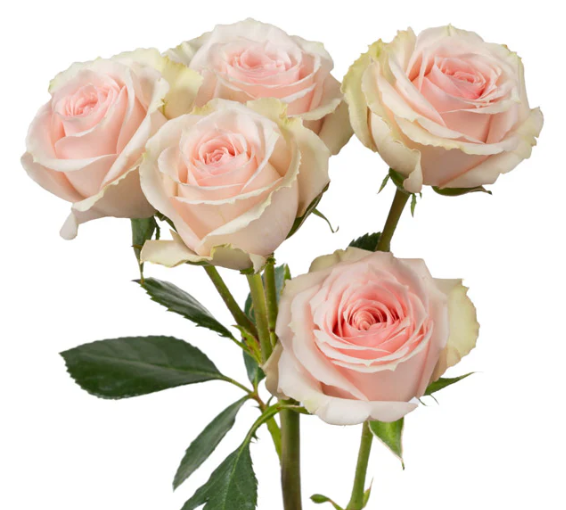 CoquetBouquets2.png