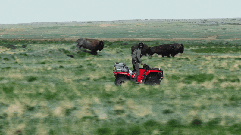 American Prairie | Bison Belong
