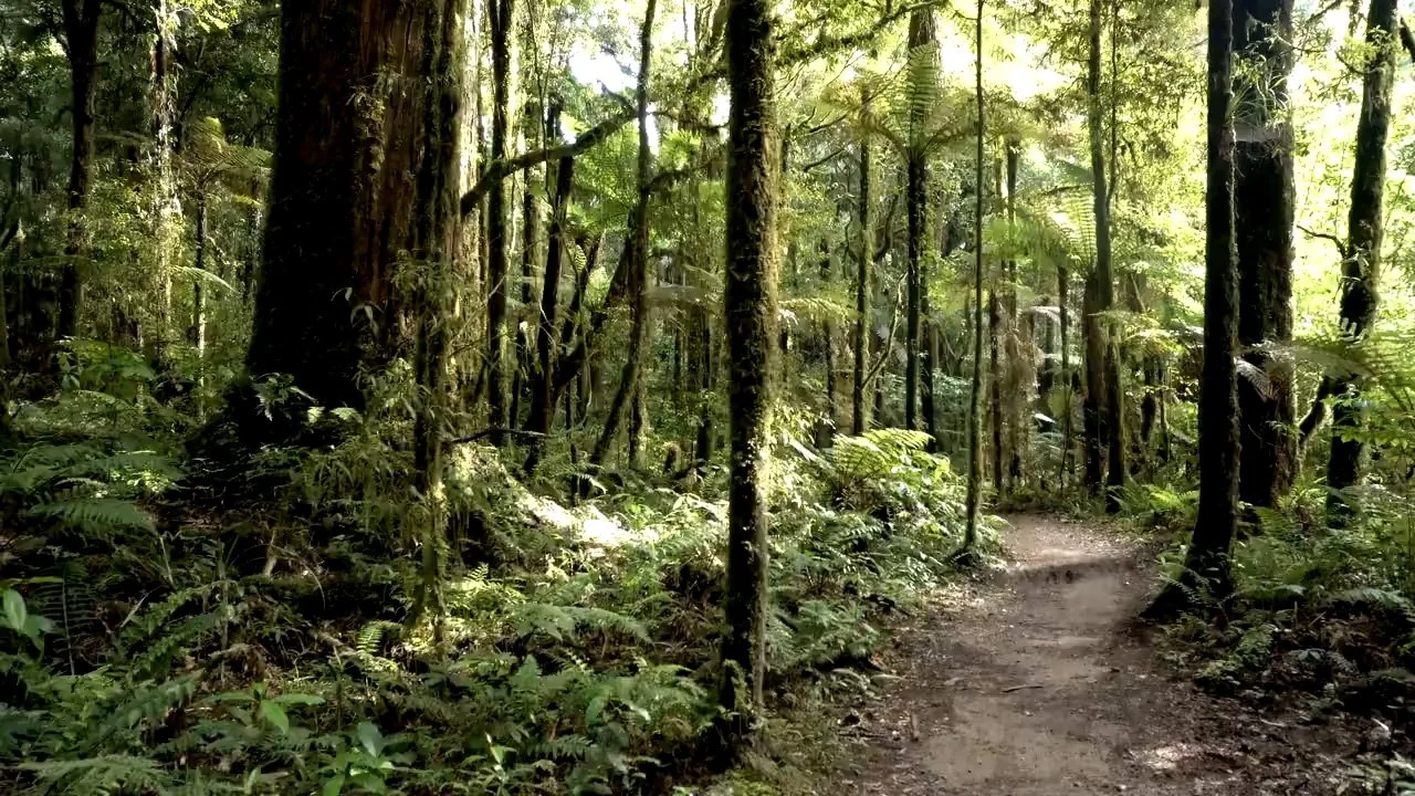 NZ Bush First Frame.jpg