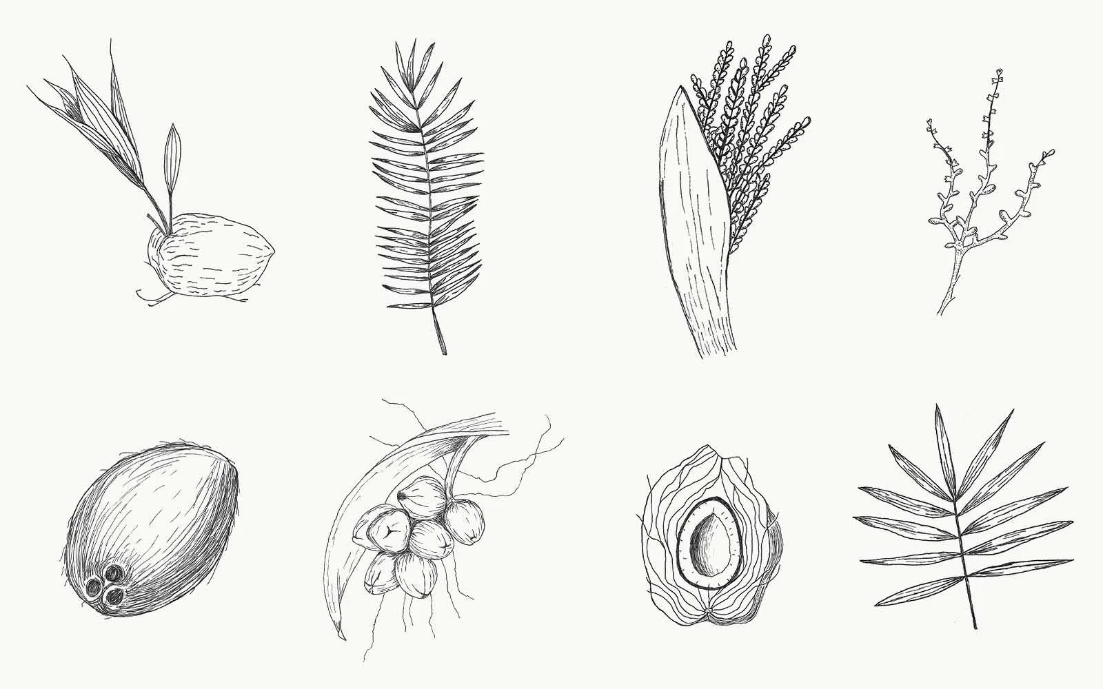 direction_one_coconut_drawings.jpg