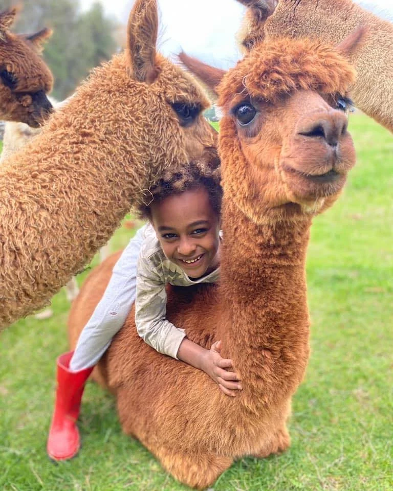 Kids with Alpacas