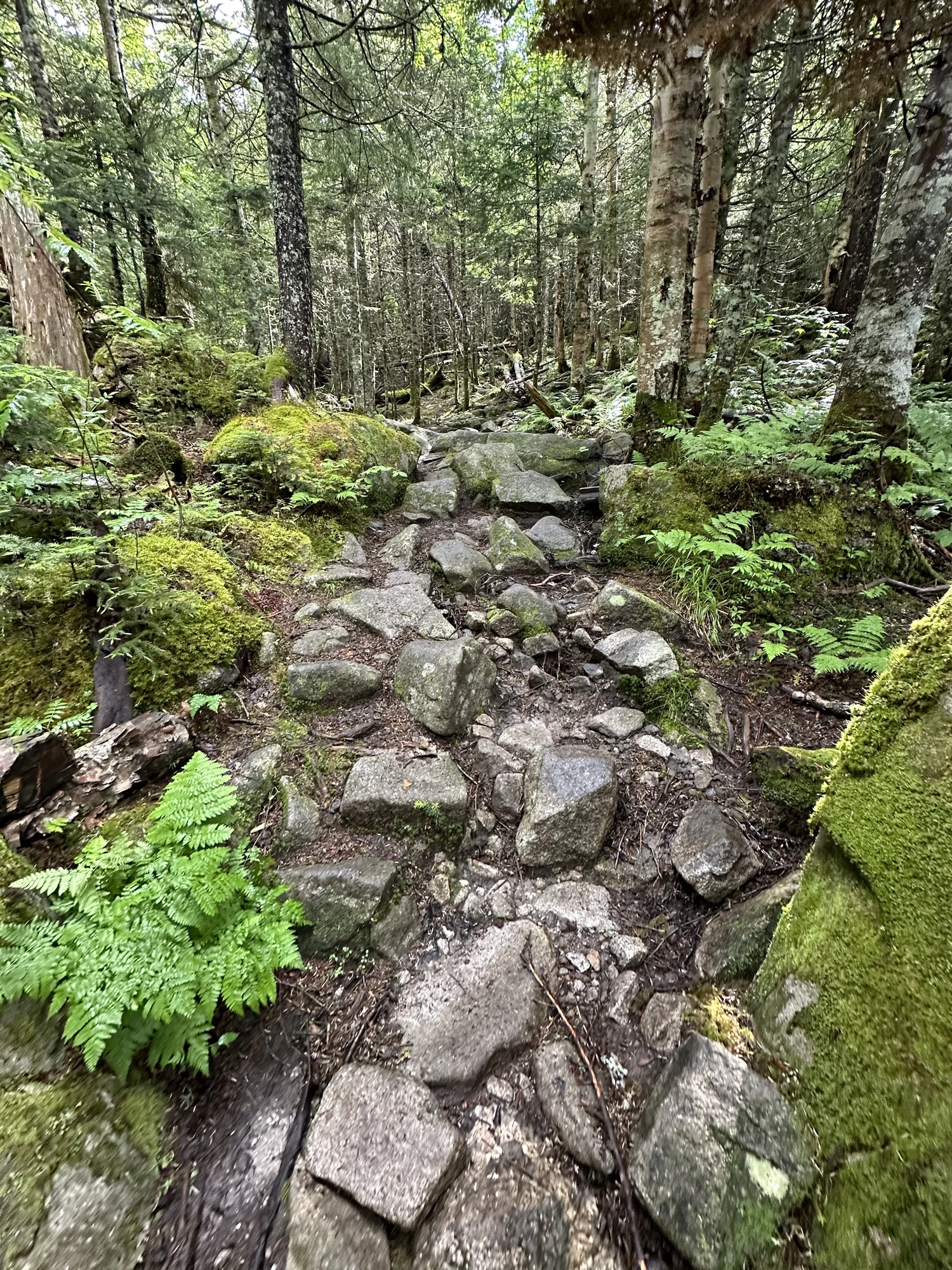 Mt Jefferson via Caps Ridge Trail — A Talk in the Woods