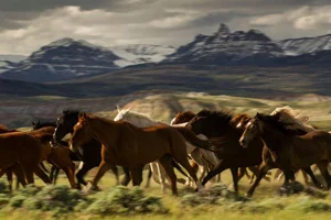 wyoming.jpg