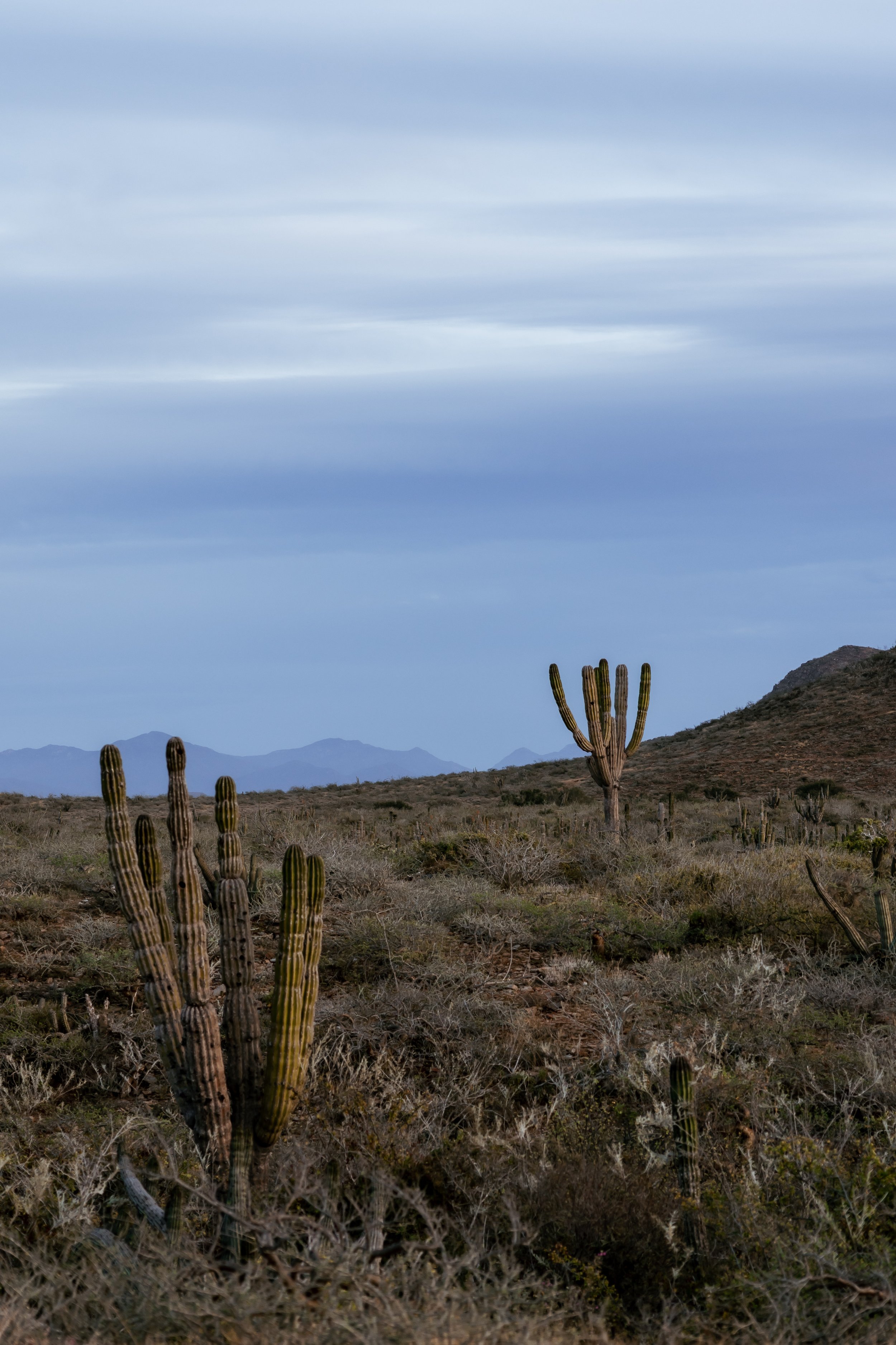 Cactus in Baja