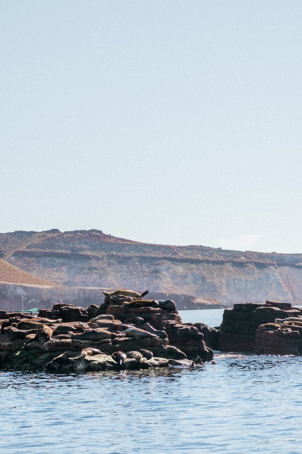 Sea Lion Colony