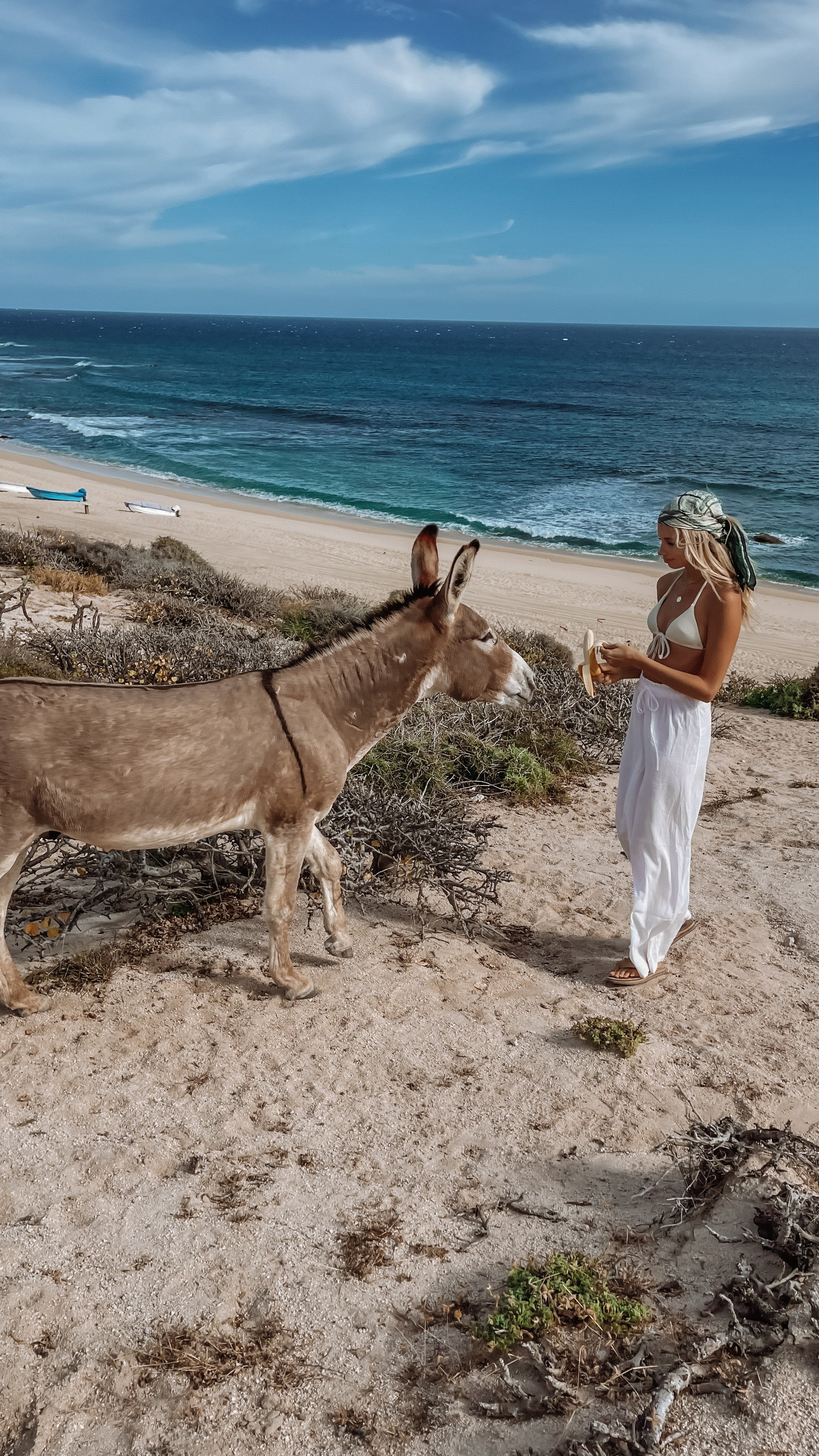Donkeys in East Cape