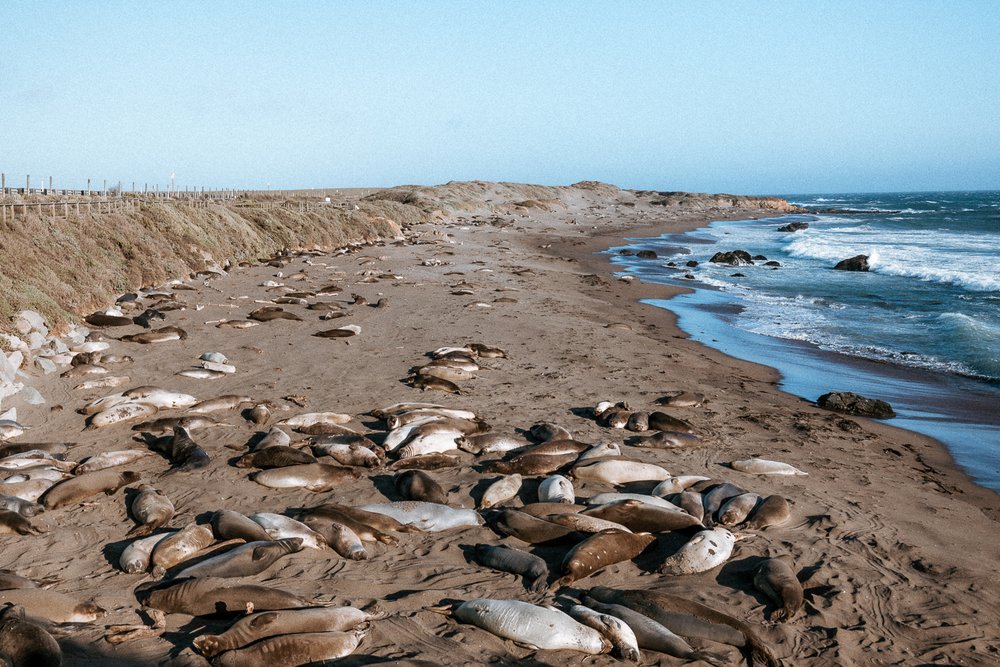 Sea Lion Rookery