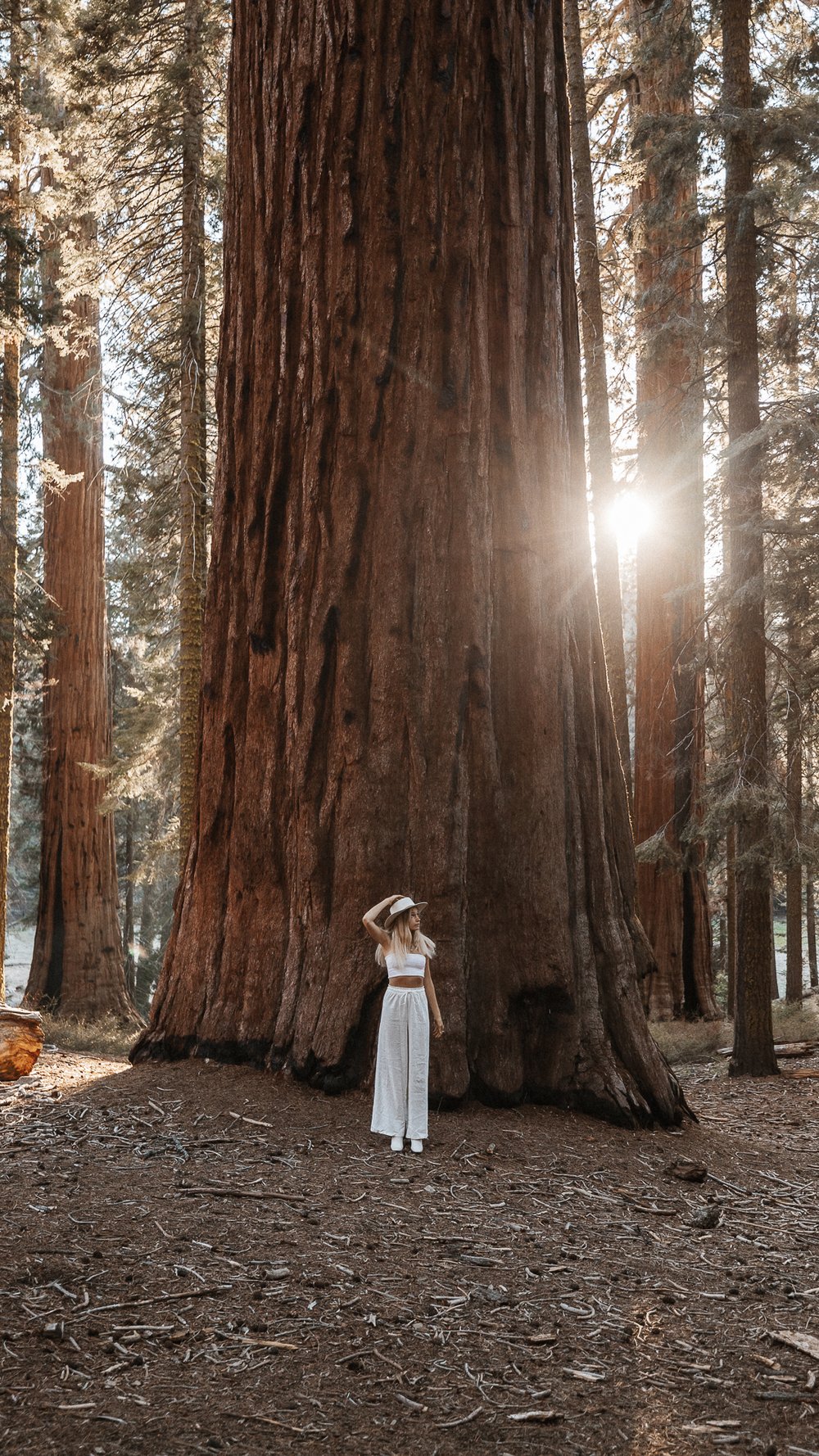 Sequoia National Park