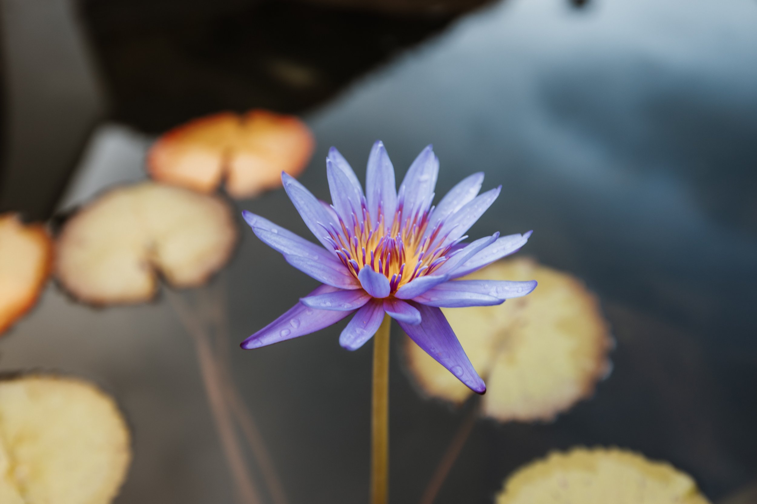 Flower in the Lily Garden