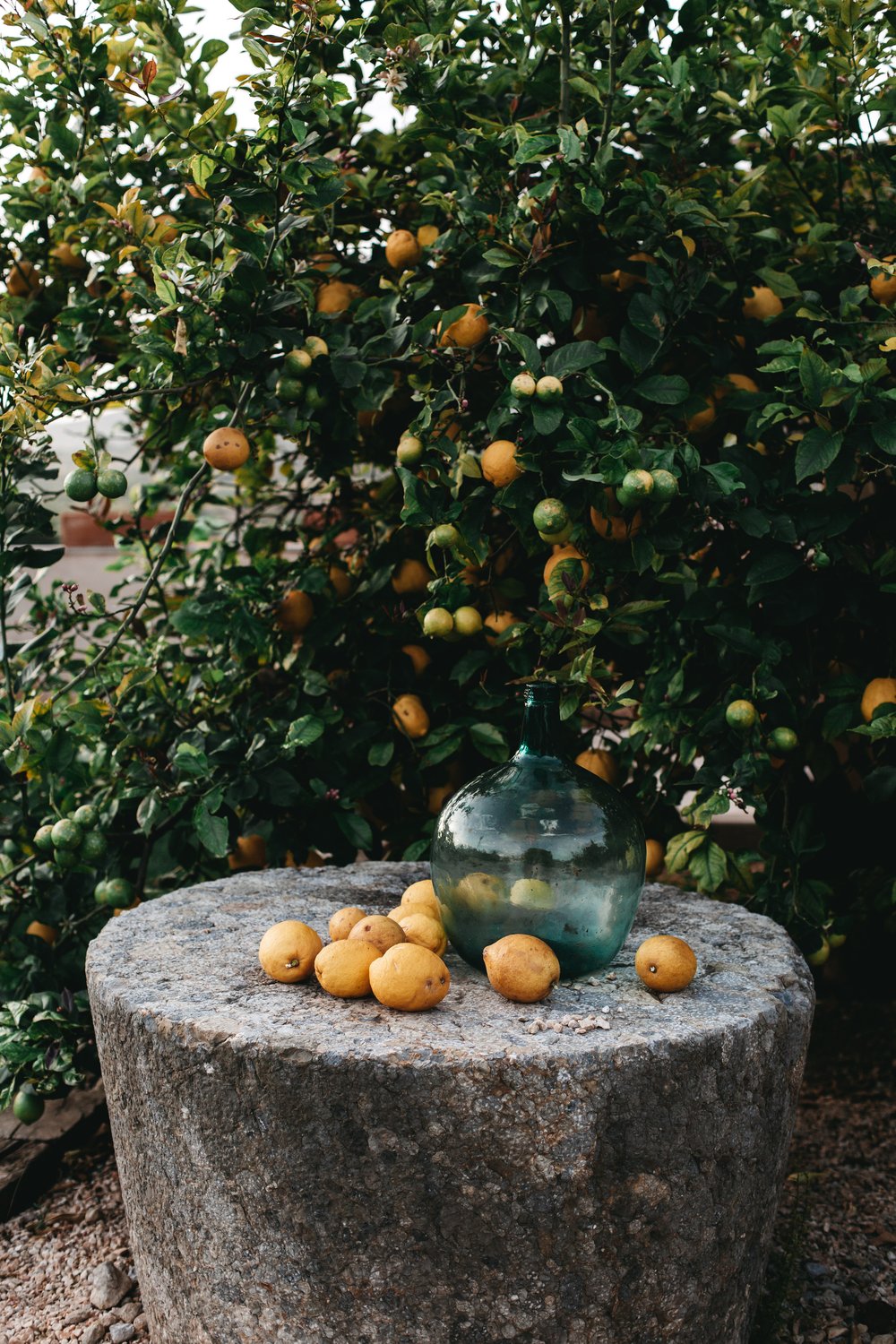 Orange Groves