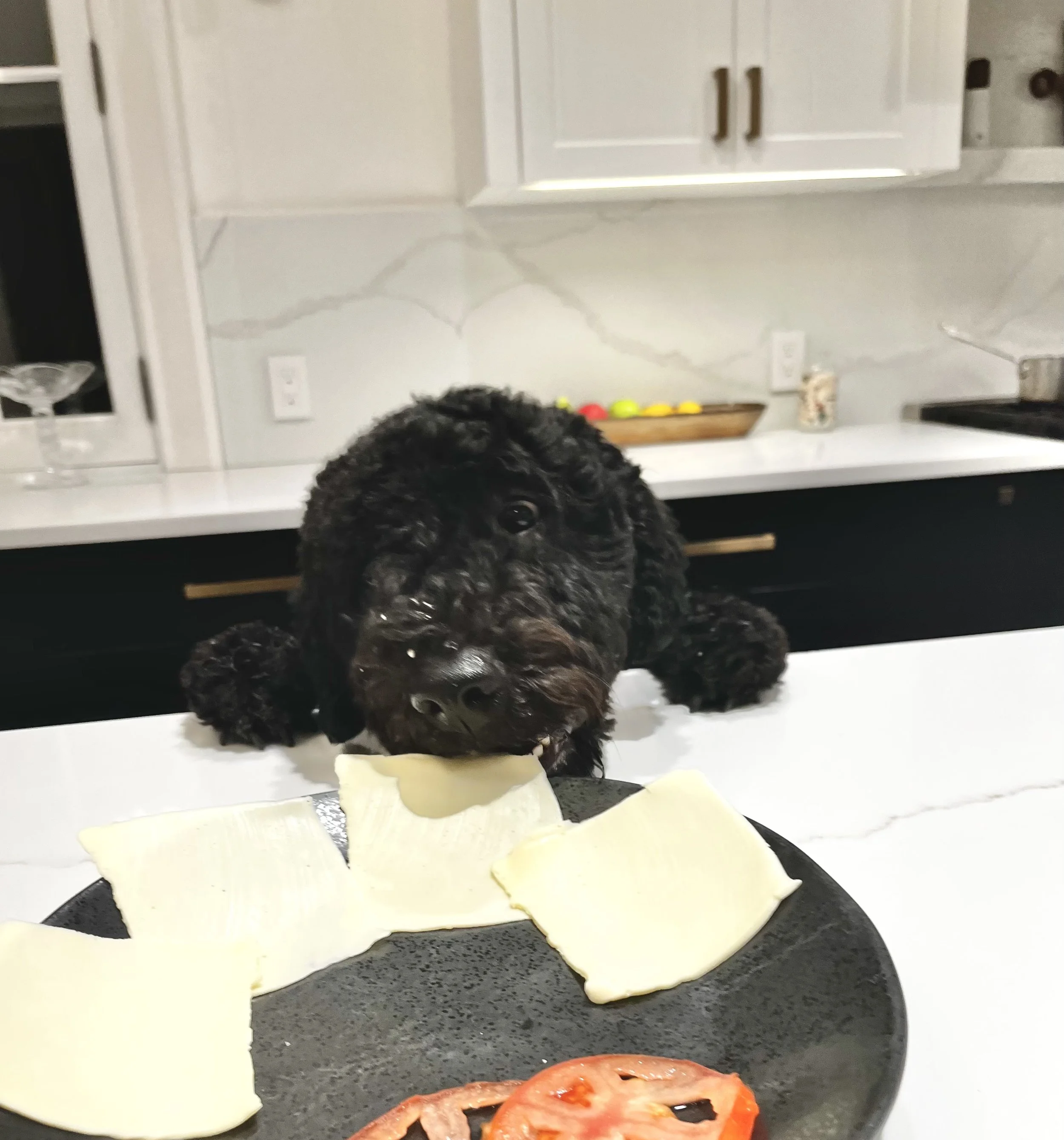 Holiday Tips for Dog Owners: Keep Training (and Sanity!) on Track this Holiday Season!