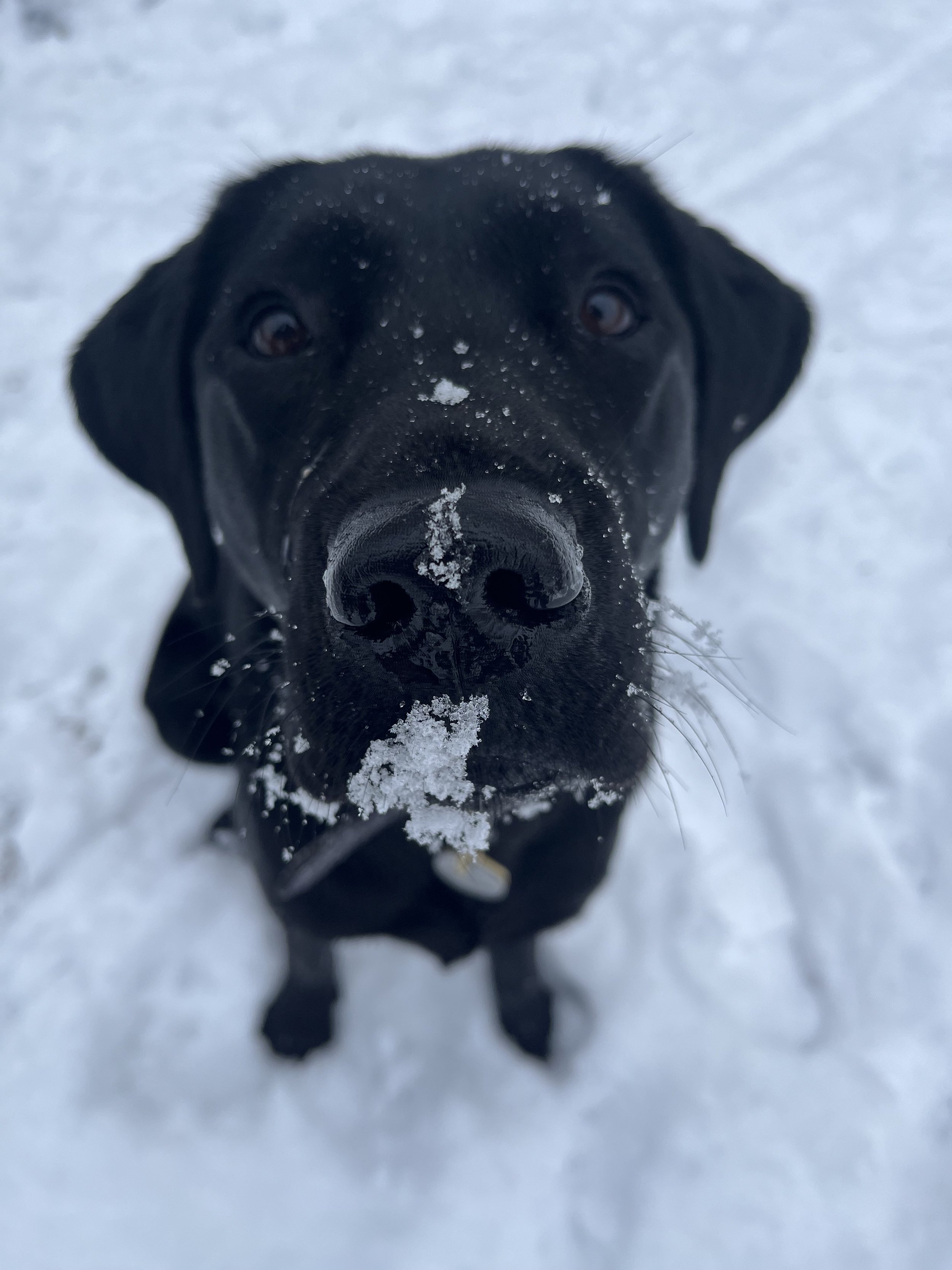 Surviving the Winter With Your Dog: Staying Sane with Freezing Temperatures and Shortened Daylight!