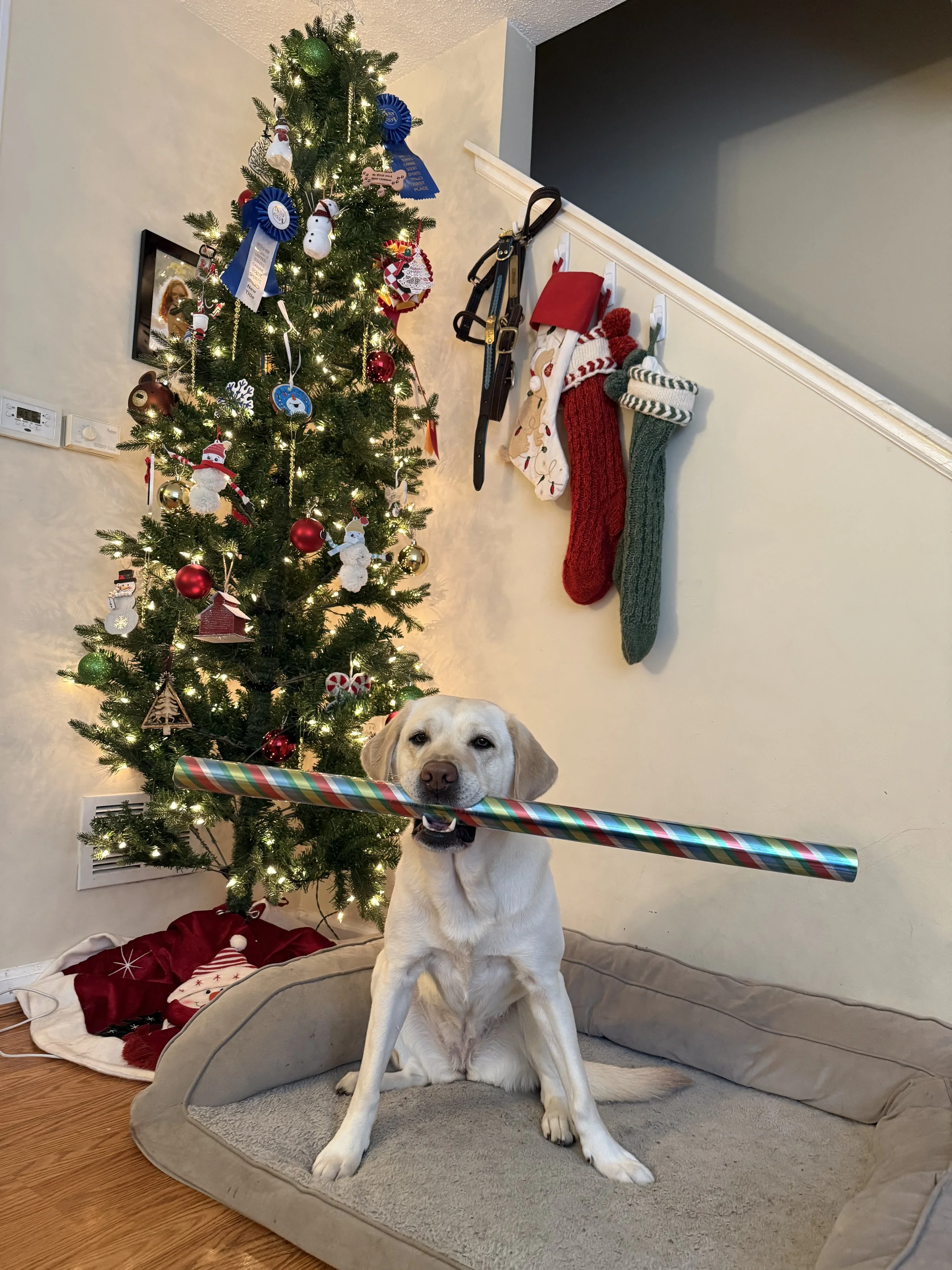 Festive Fun: Holiday Enrichment For your Dogs