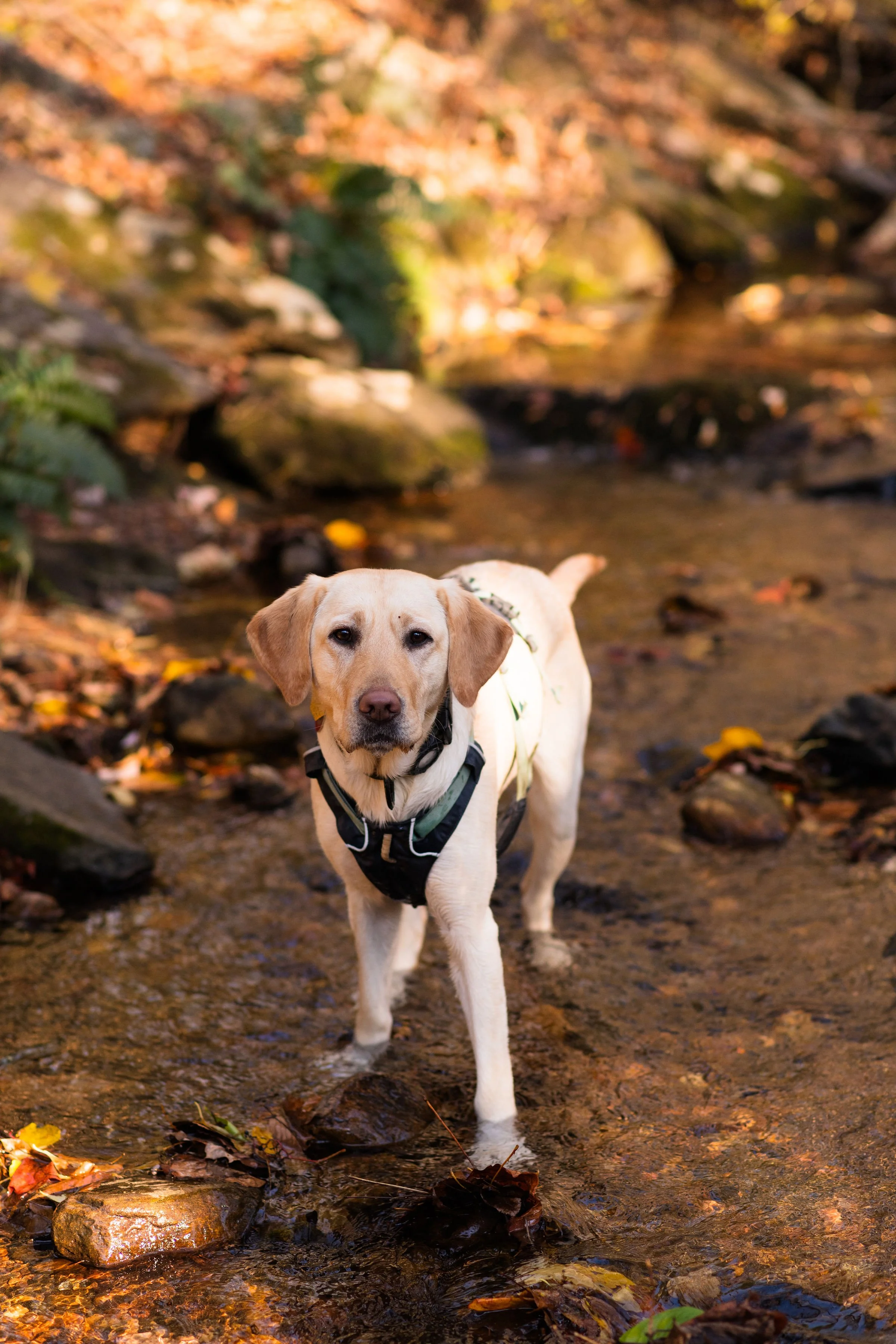 The Secret Behind a Fulfilled Dog: Enrichment