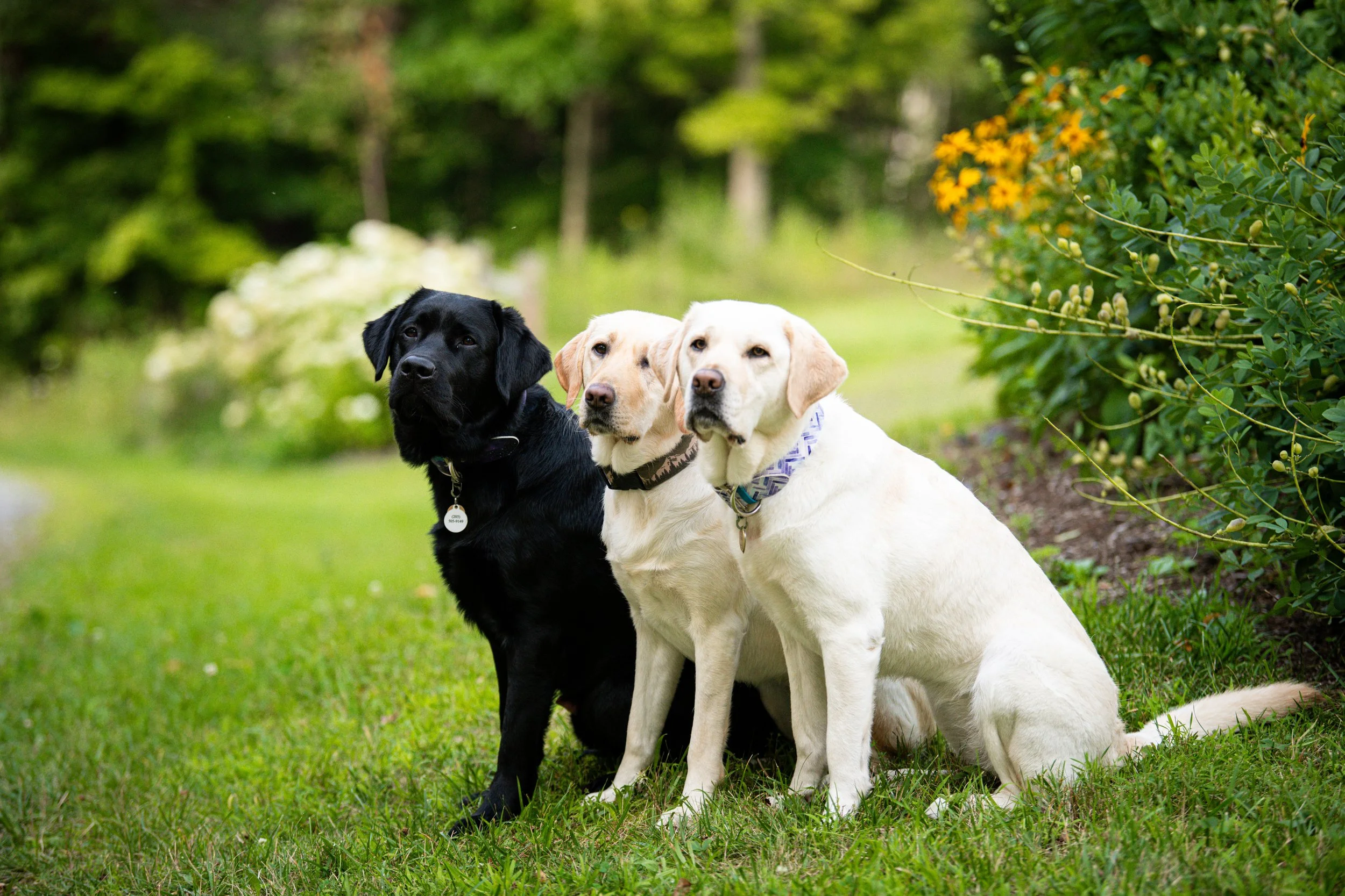 Not Every Dog Should be a Service Dog: Here’s What it Really Takes