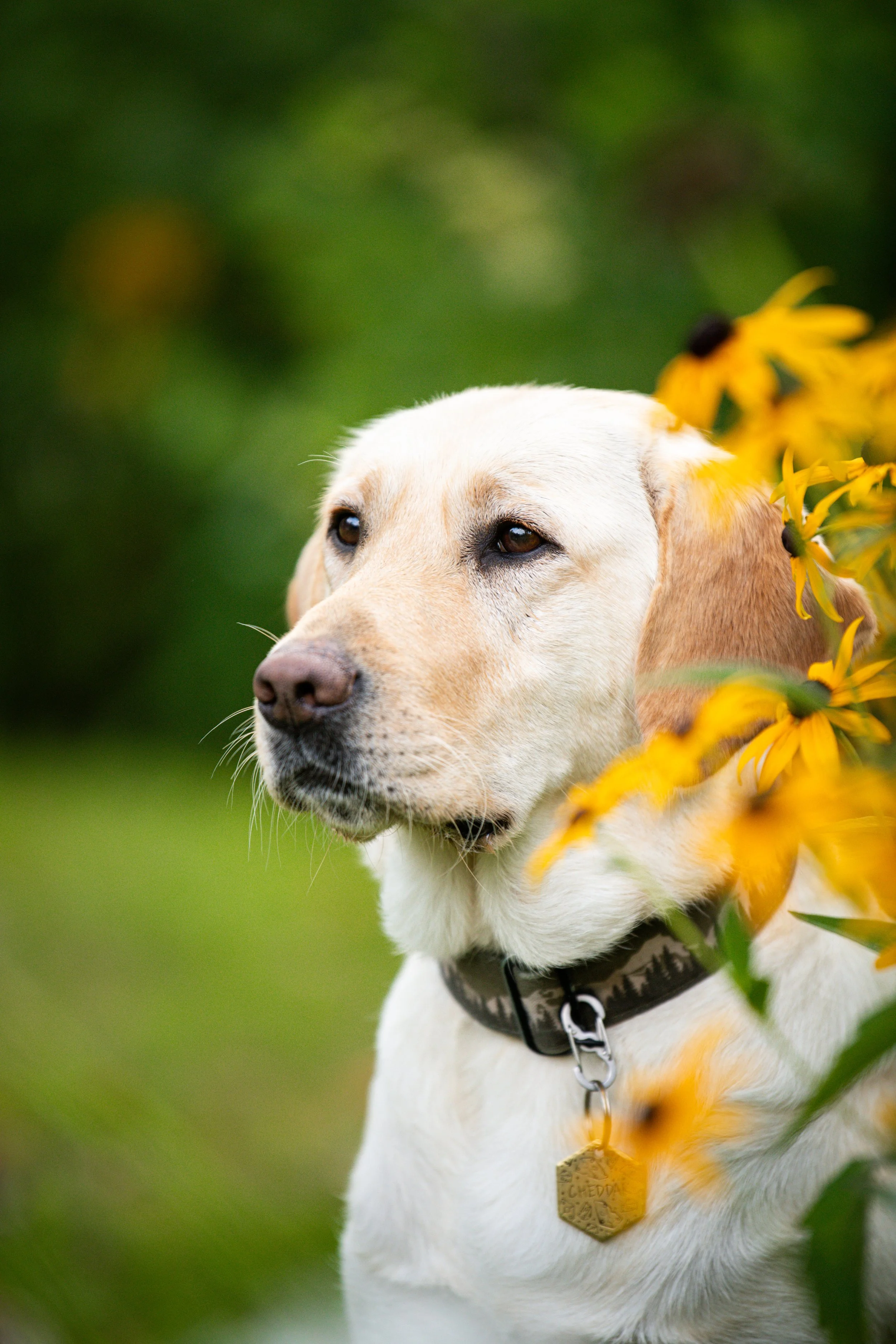 Spring Reset Training: A Fresh Start for You and Your Dog