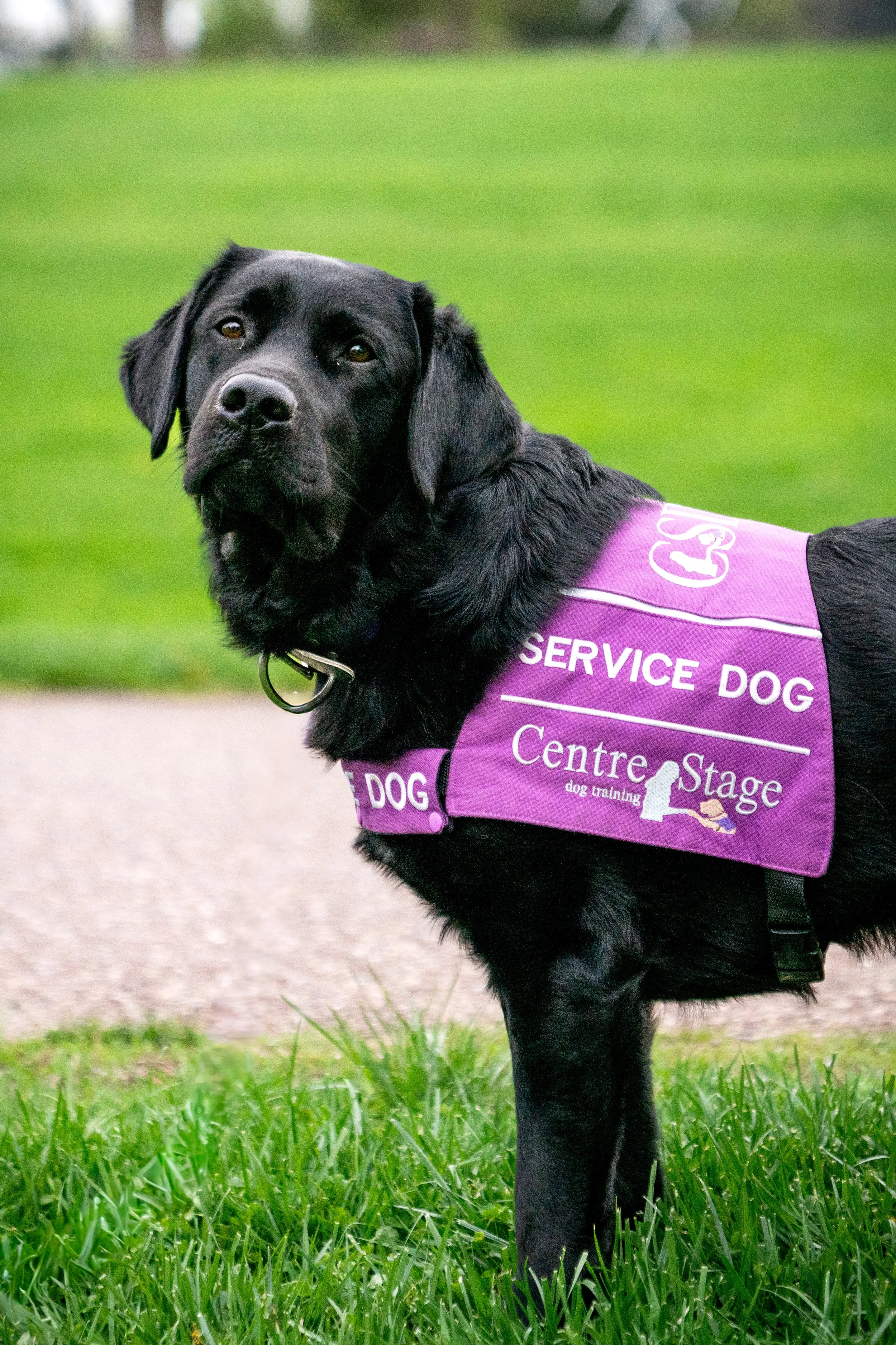 Introducing Centre Stage Service Dogs Inc.: a 501(c)3 for medical alert and response service dogs